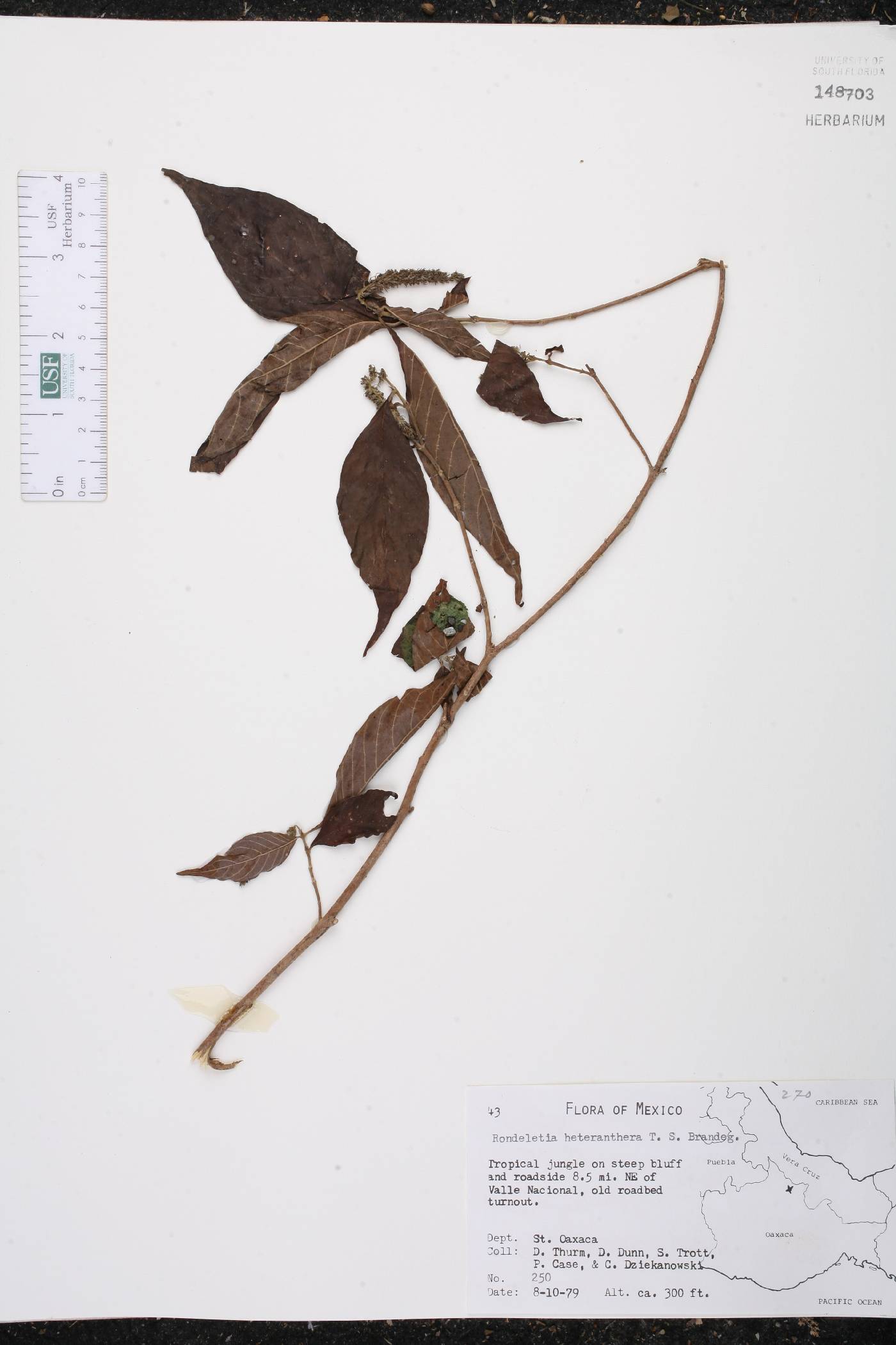 Arachnothryx heteranthera image