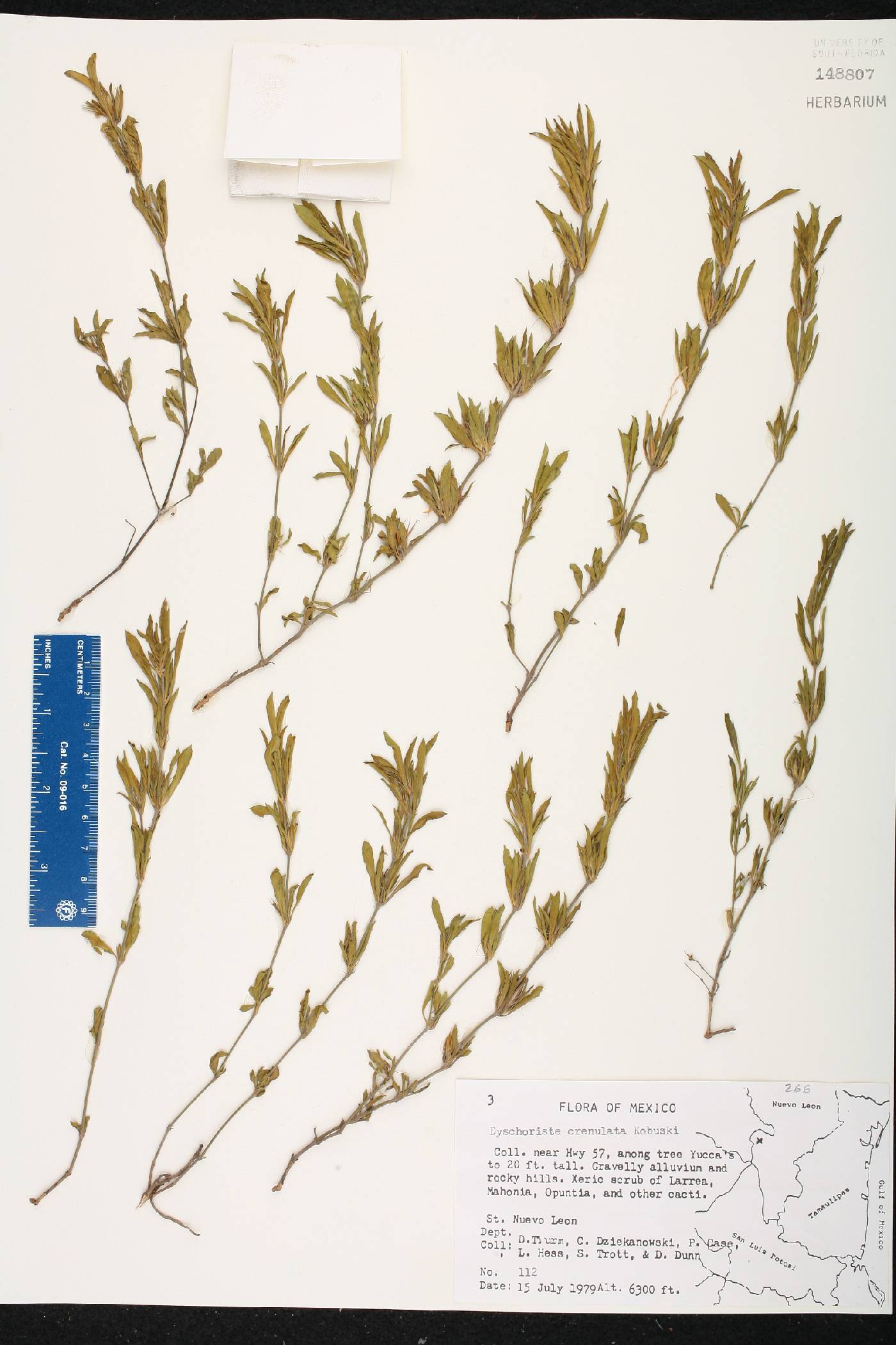 Dyschoriste crenulata image