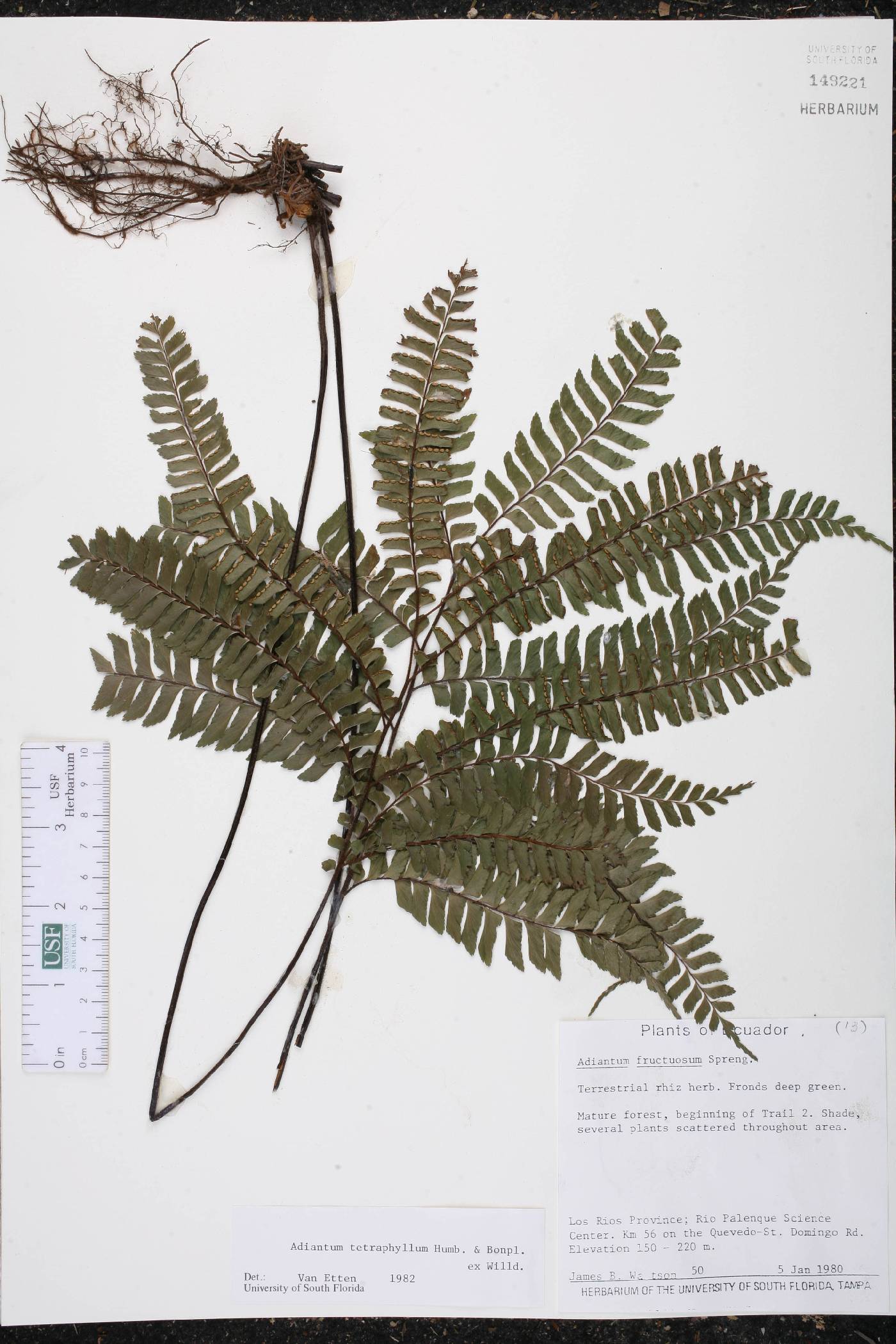 Adiantum tetraphyllum image