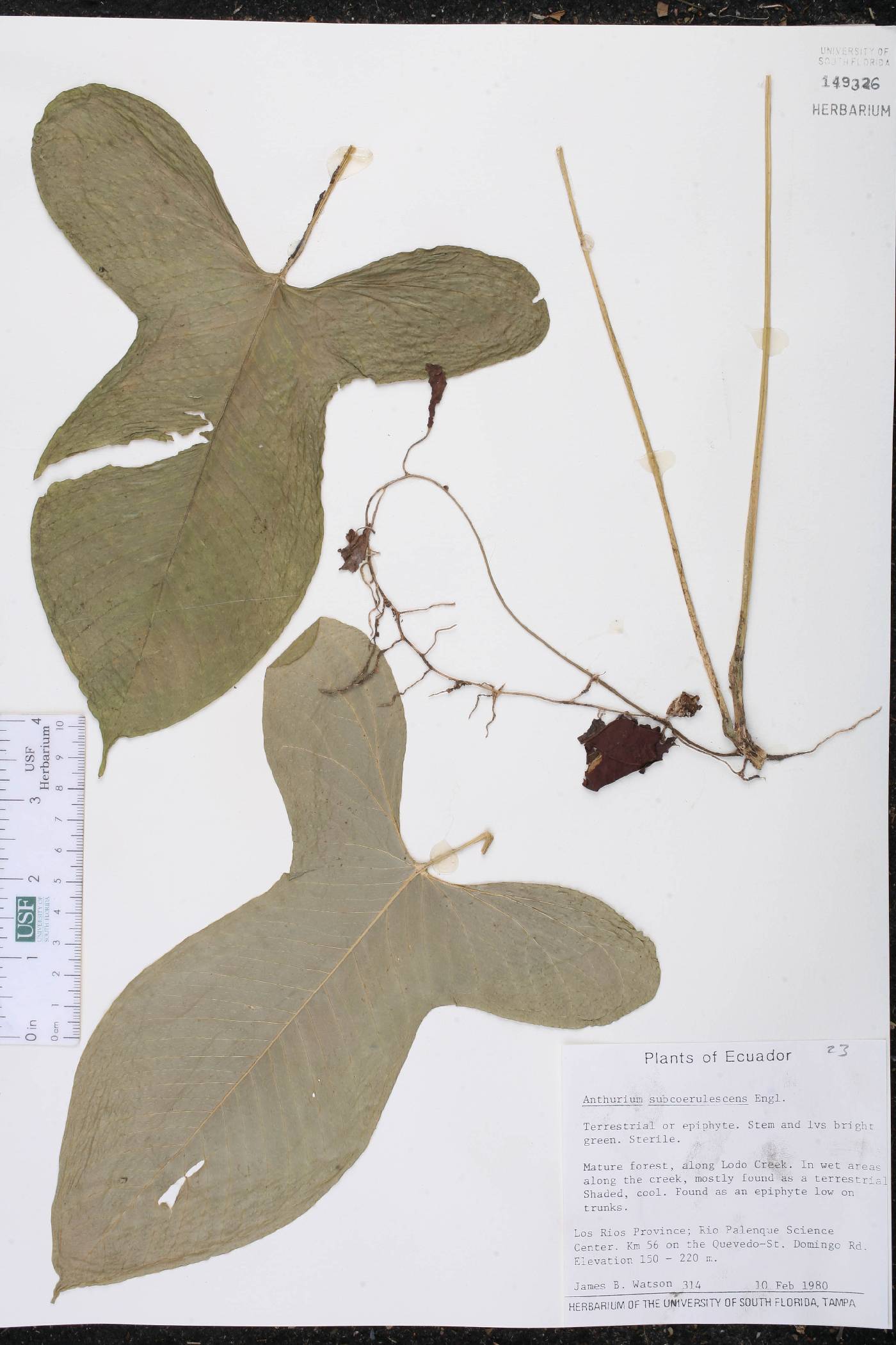 Anthurium subcoerulescens image