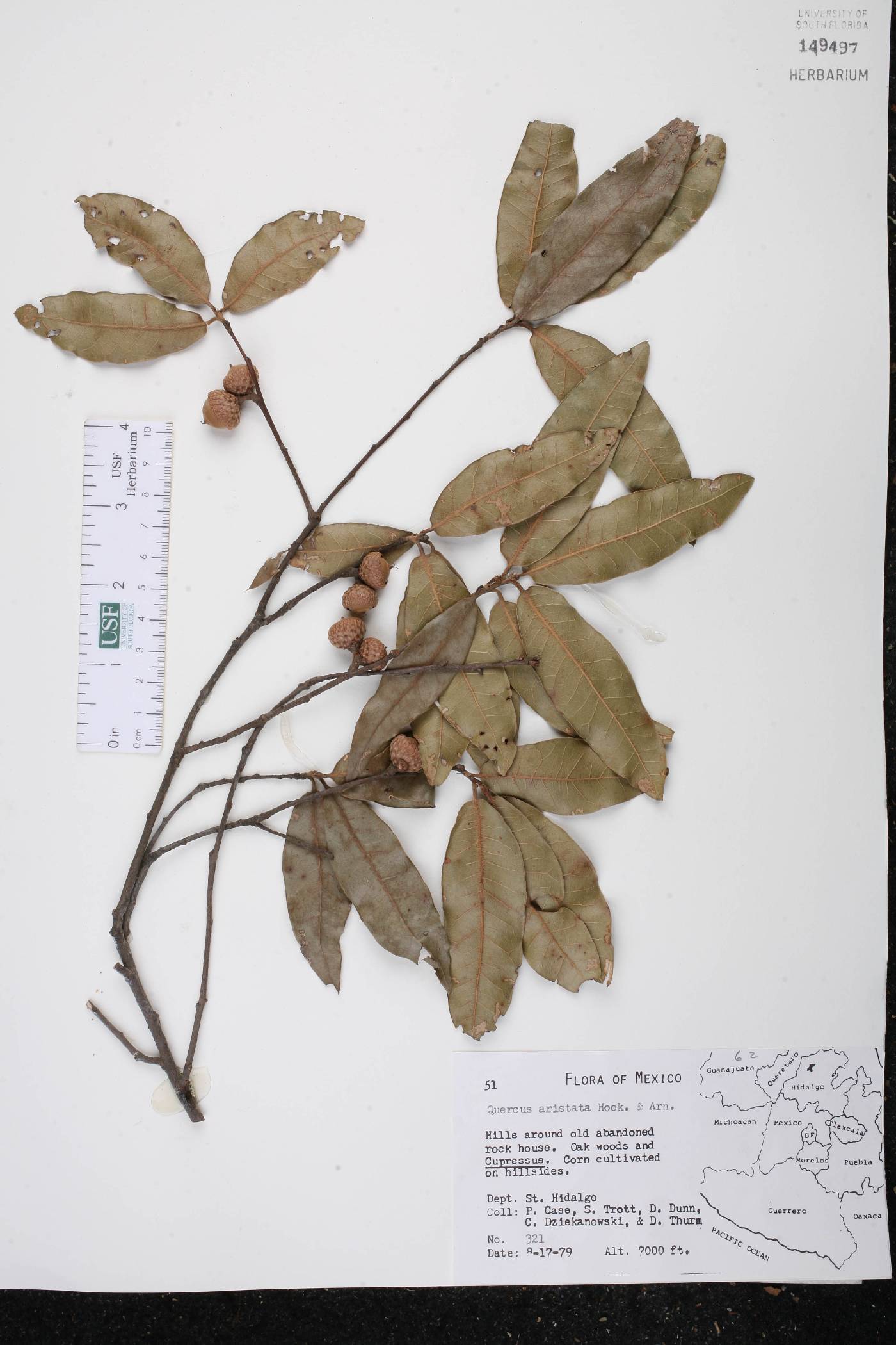 Quercus aristata image