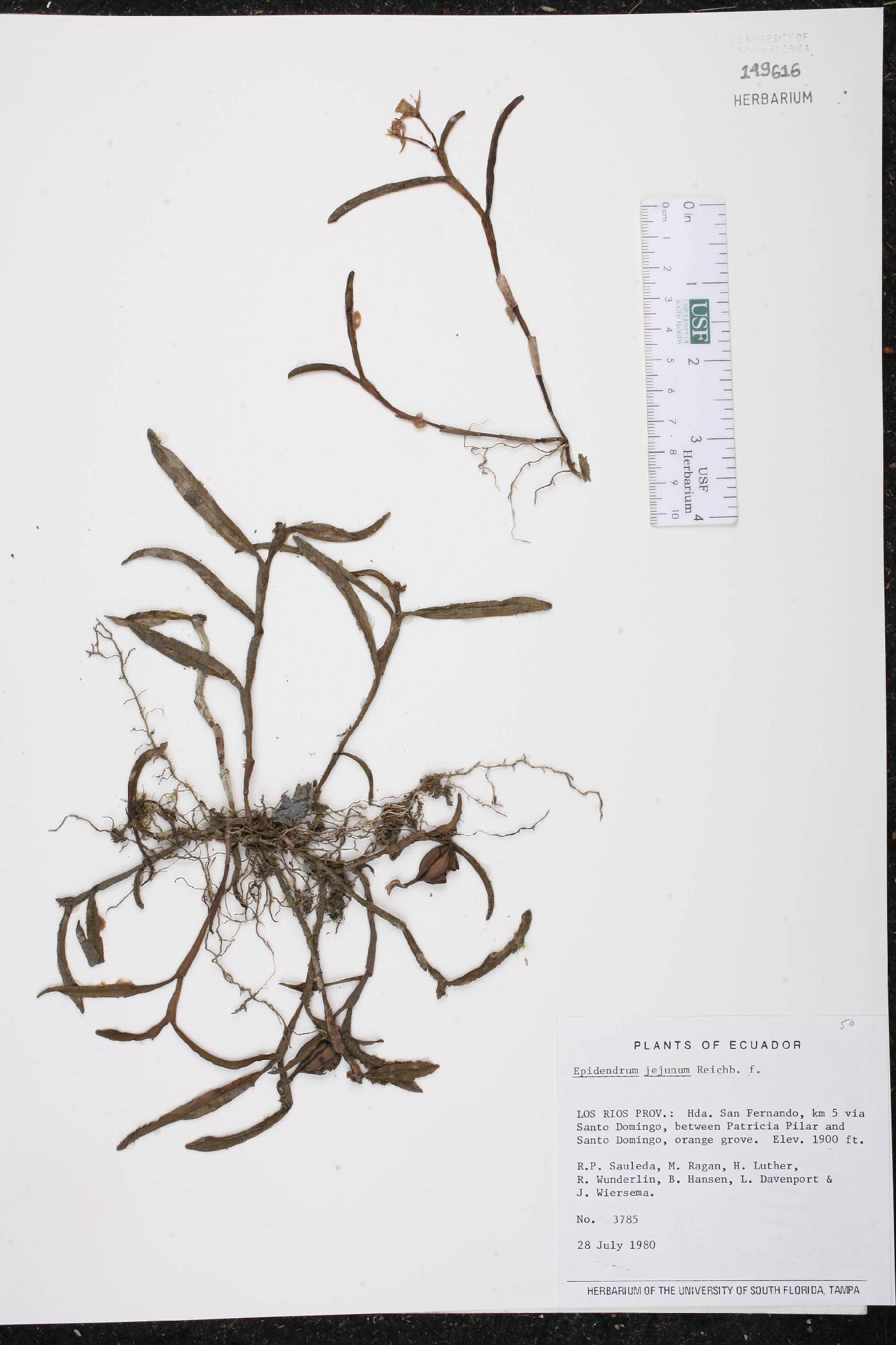 Epidendrum jejunum image