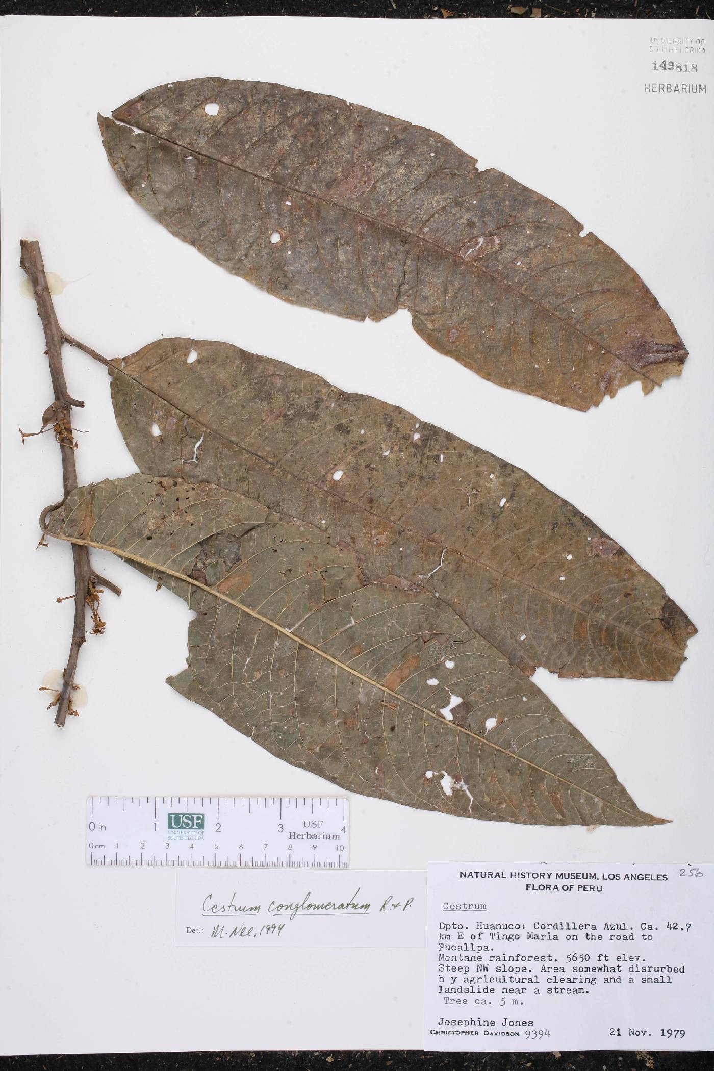 Cestrum conglomeratum image