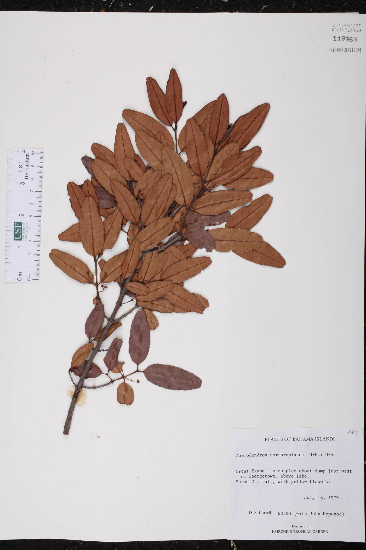 Auerodendron northropianum image