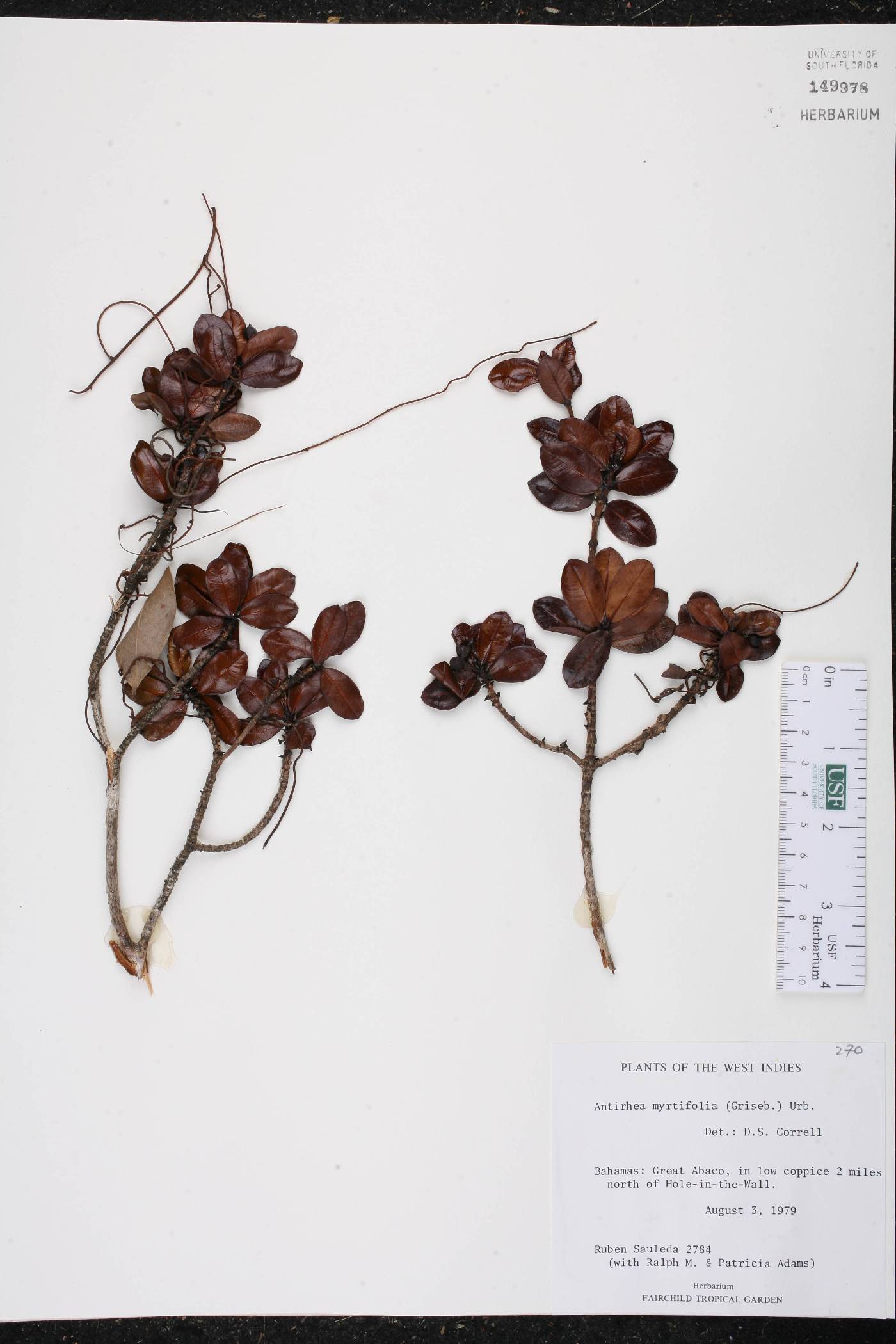 Antirhea myrtifolia image