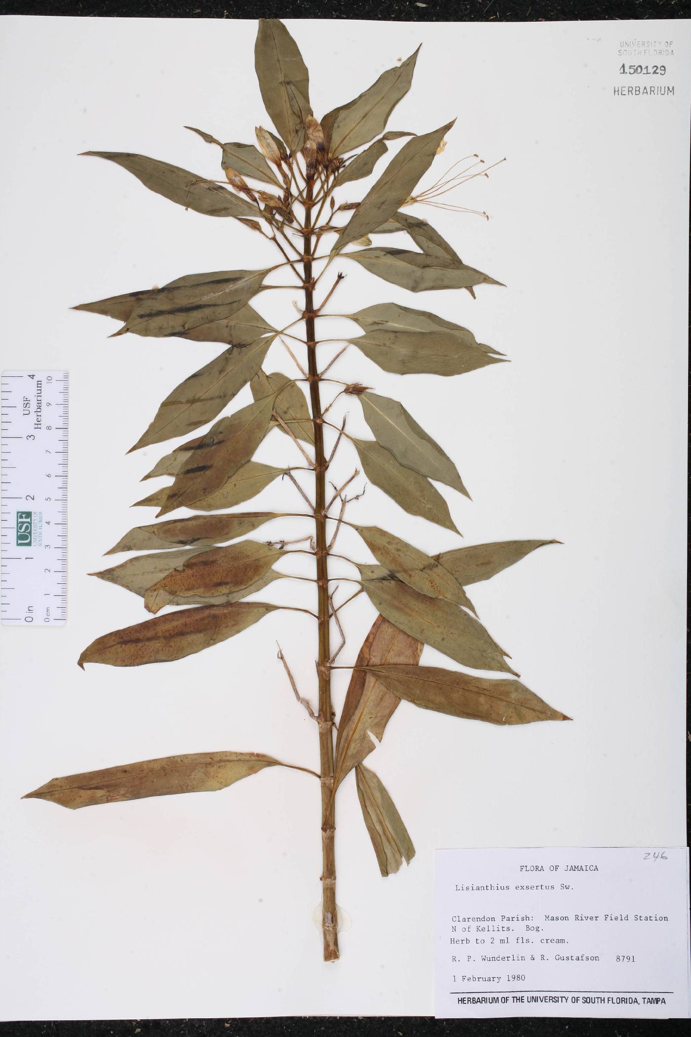 Lisianthius exsertus image