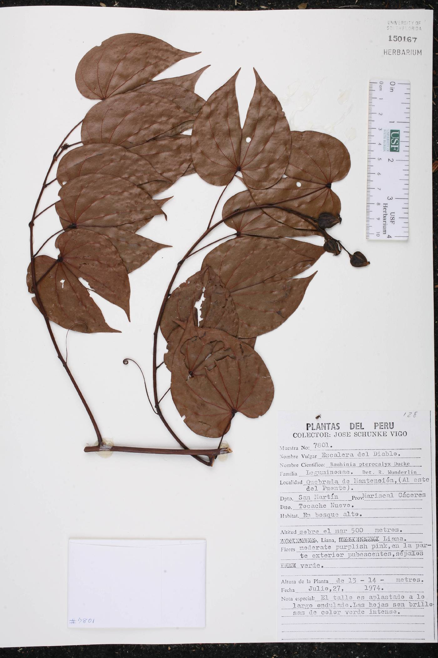 Bauhinia pterocalyx image