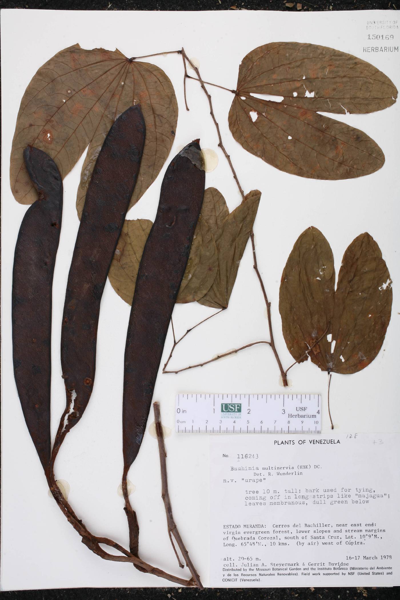 Bauhinia multinervia image