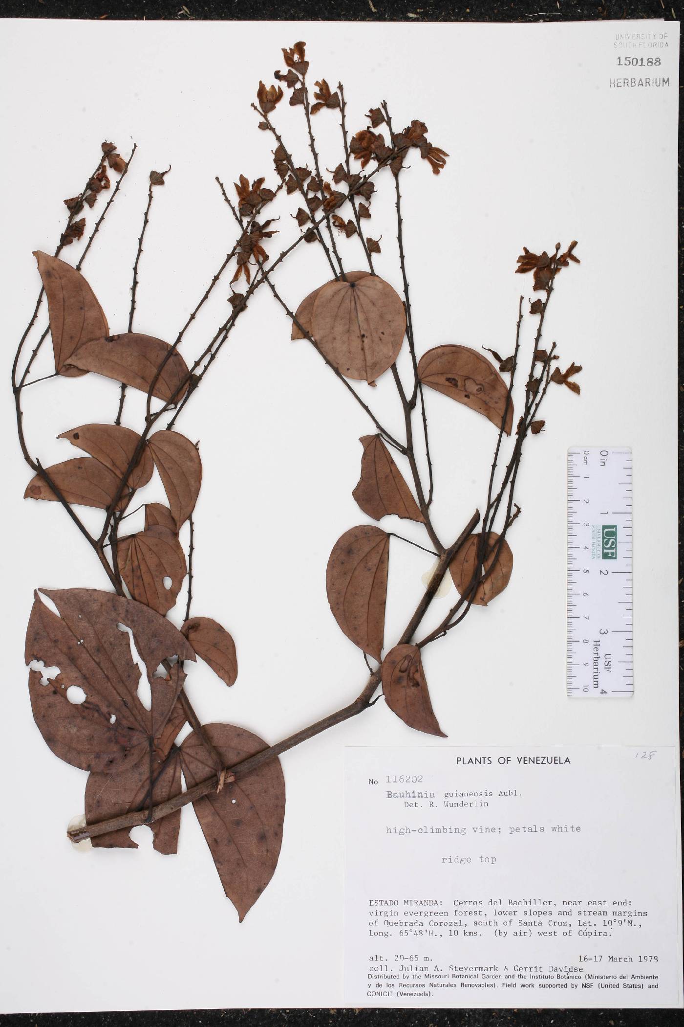 Bauhinia guianensis image