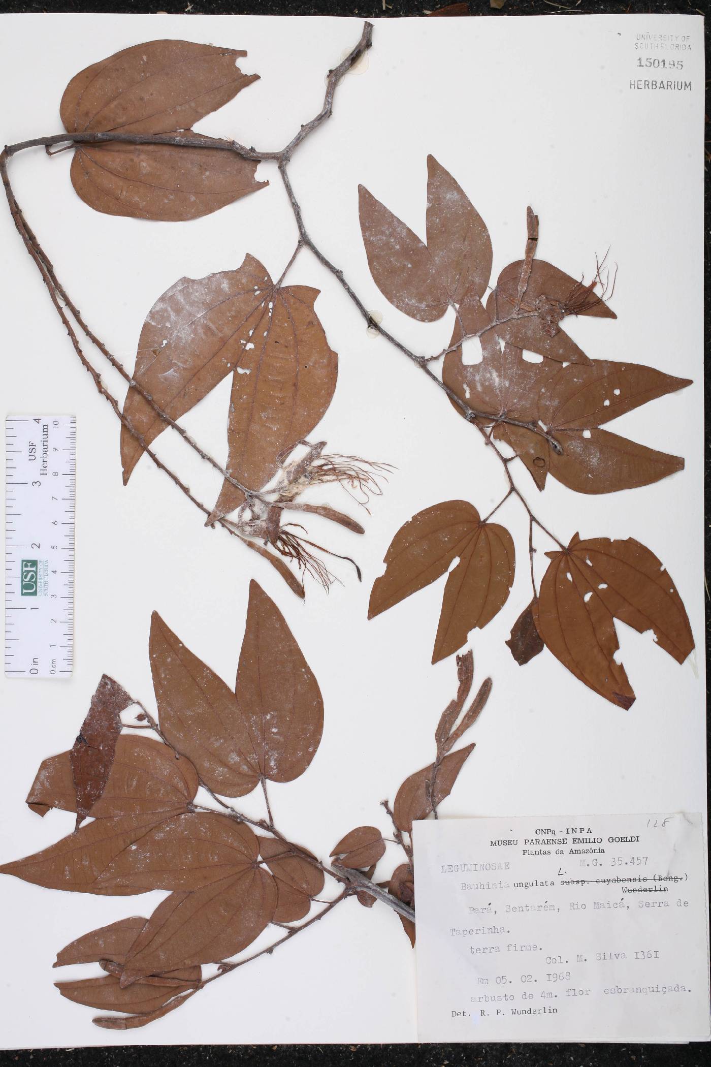 Bauhinia ungulata image