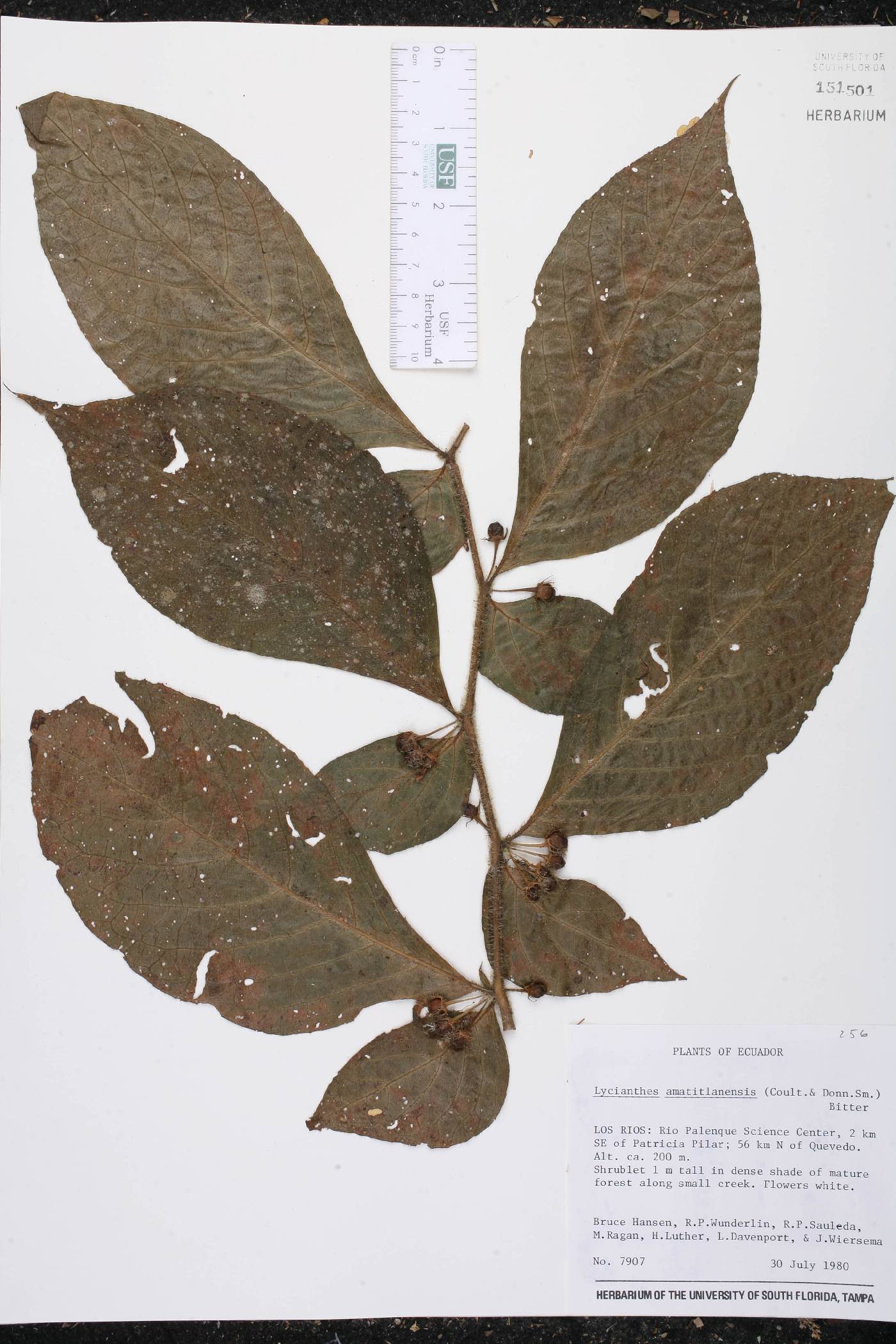 Lycianthes amatitlanensis image