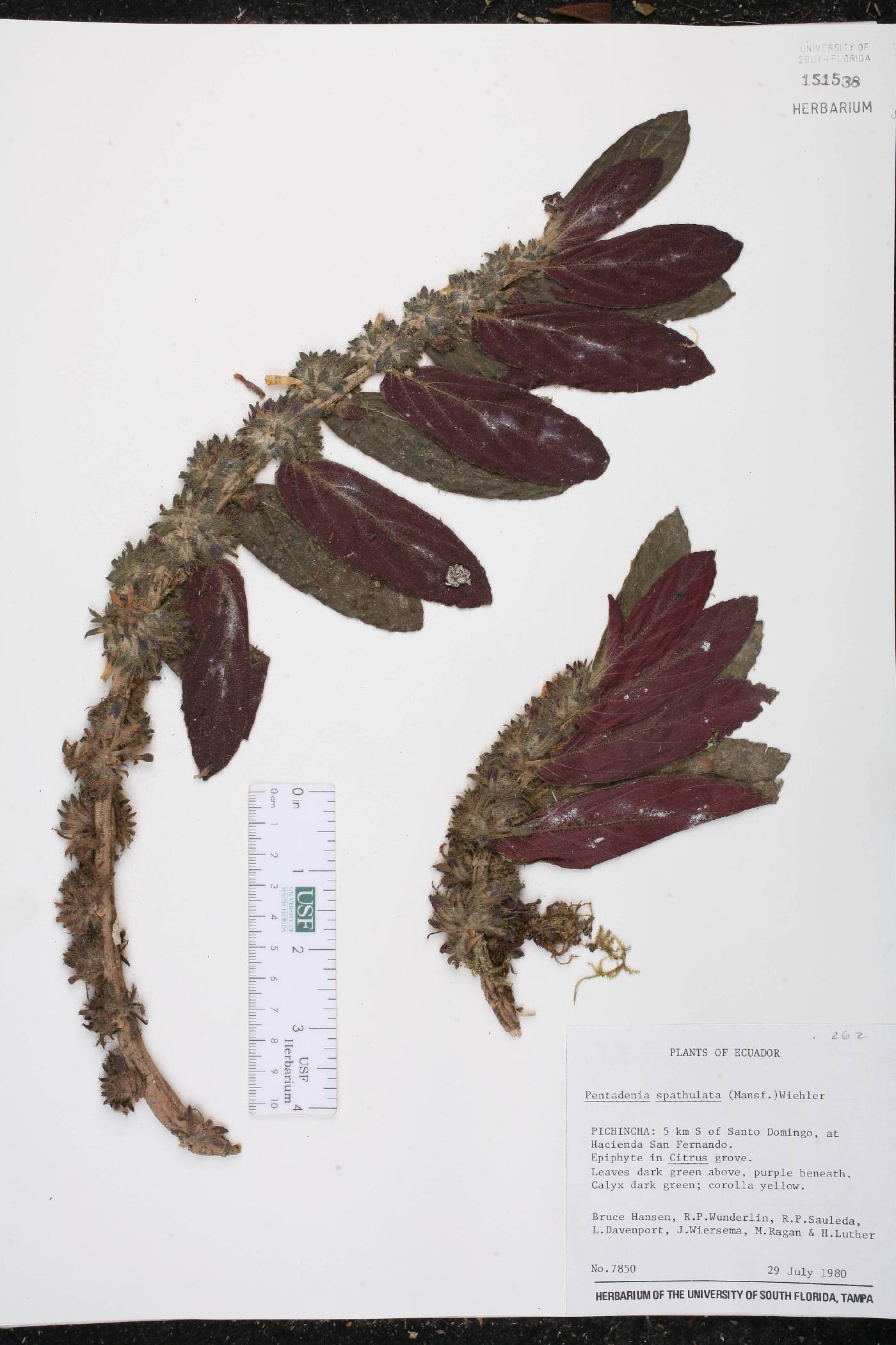 Columnea spathulata image