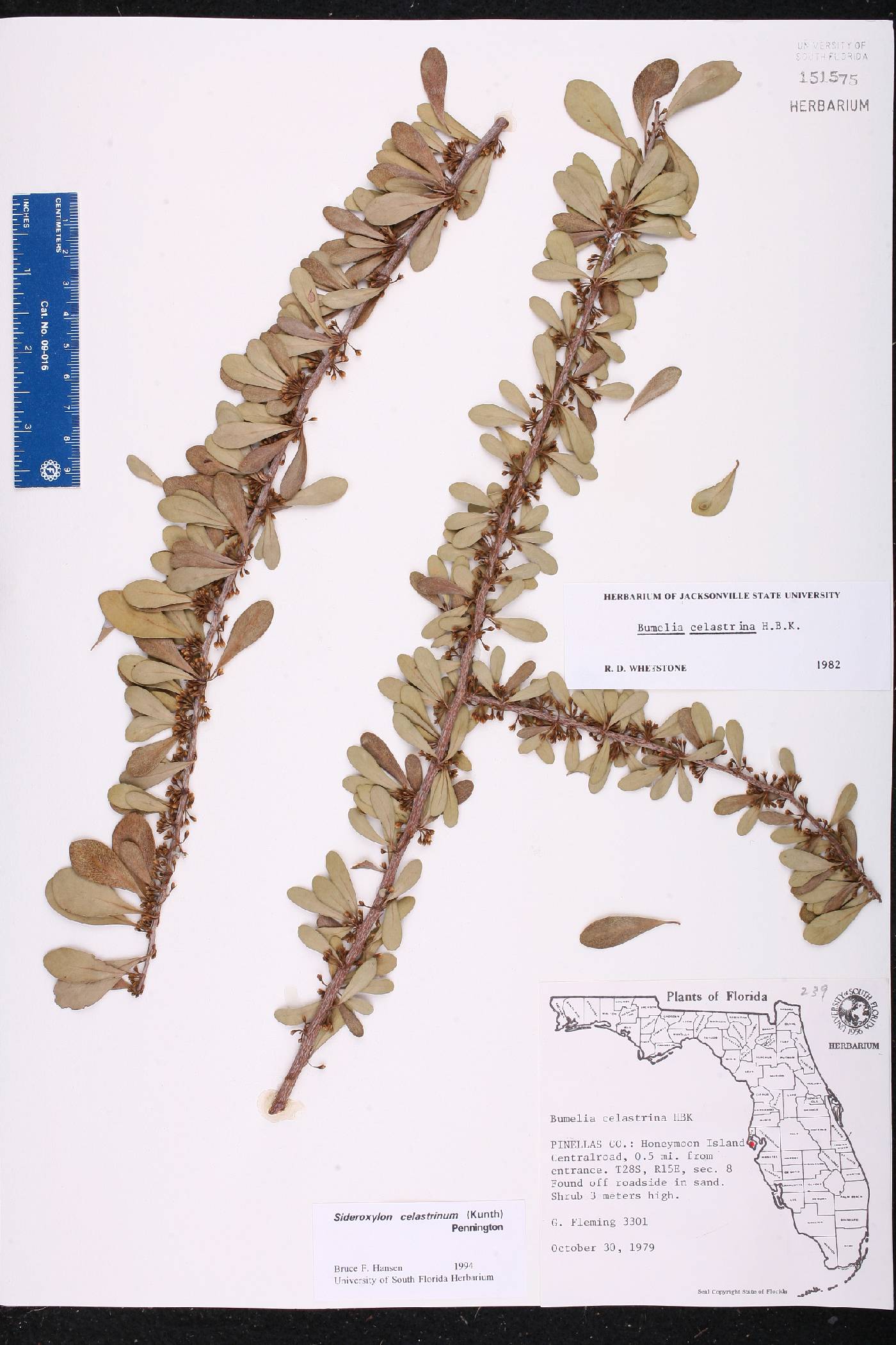 Sideroxylon celastrinum image