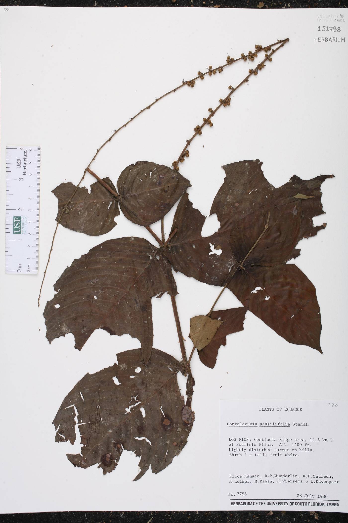 Gonzalagunia sessilifolia image