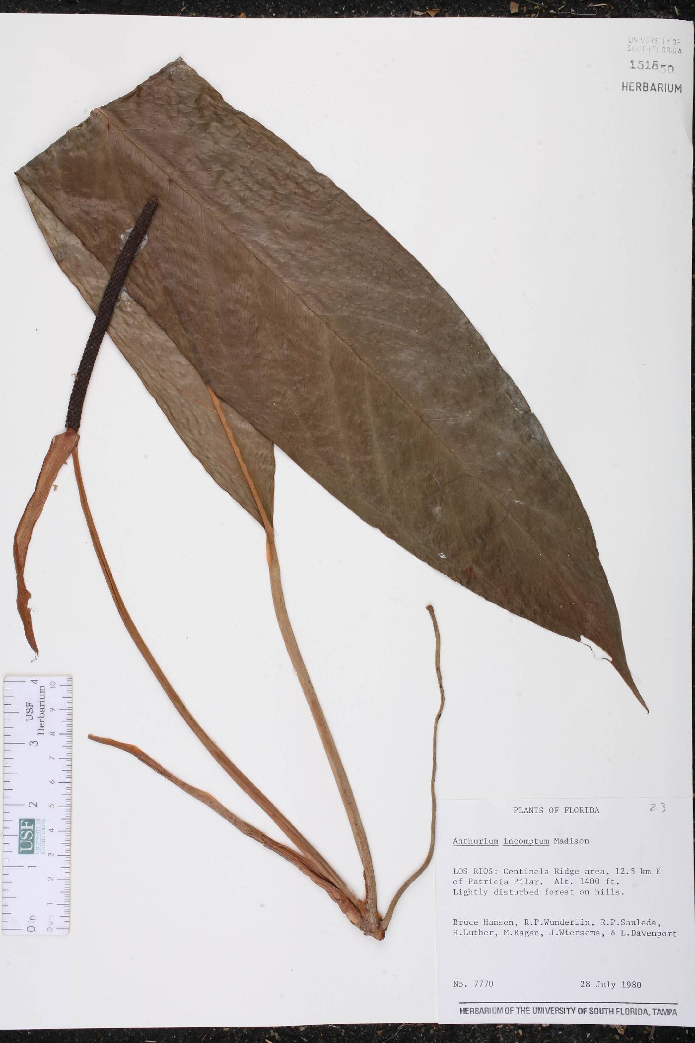 Anthurium incomptum image