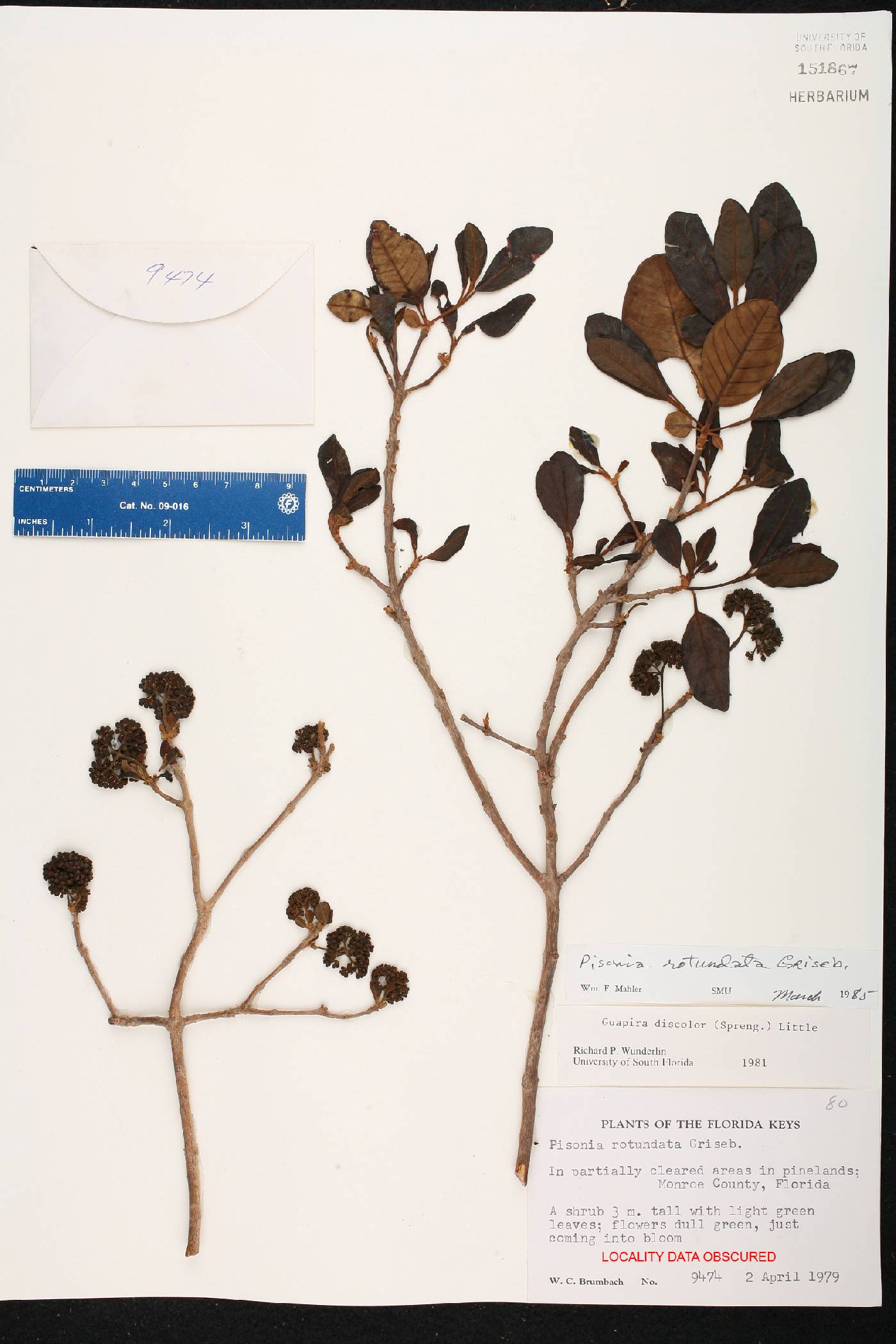 Pisonia rotundata image