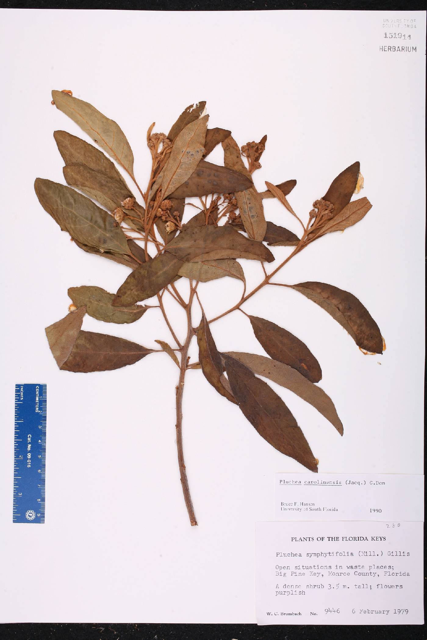 Pluchea carolinensis image