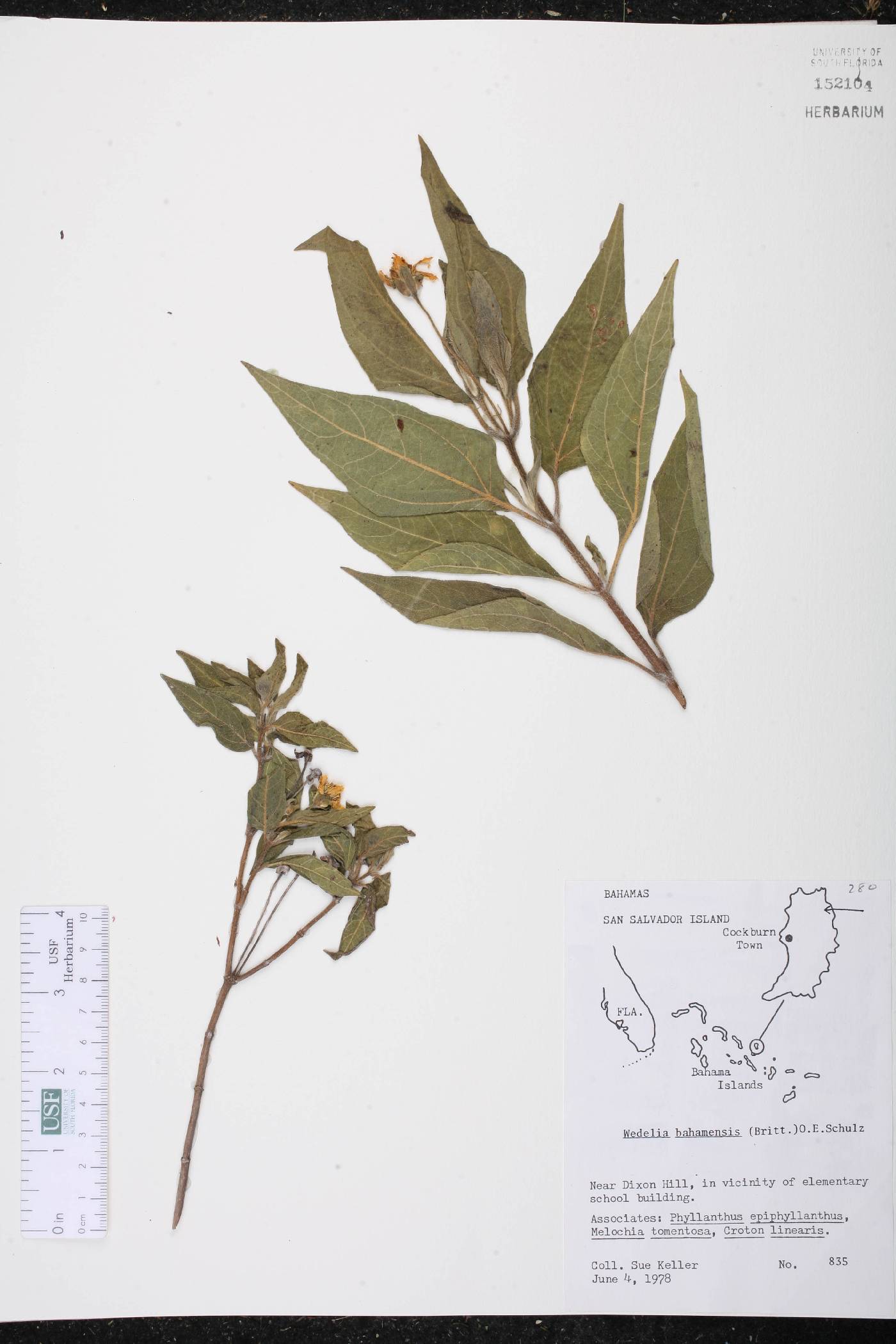 Wedelia bahamensis image