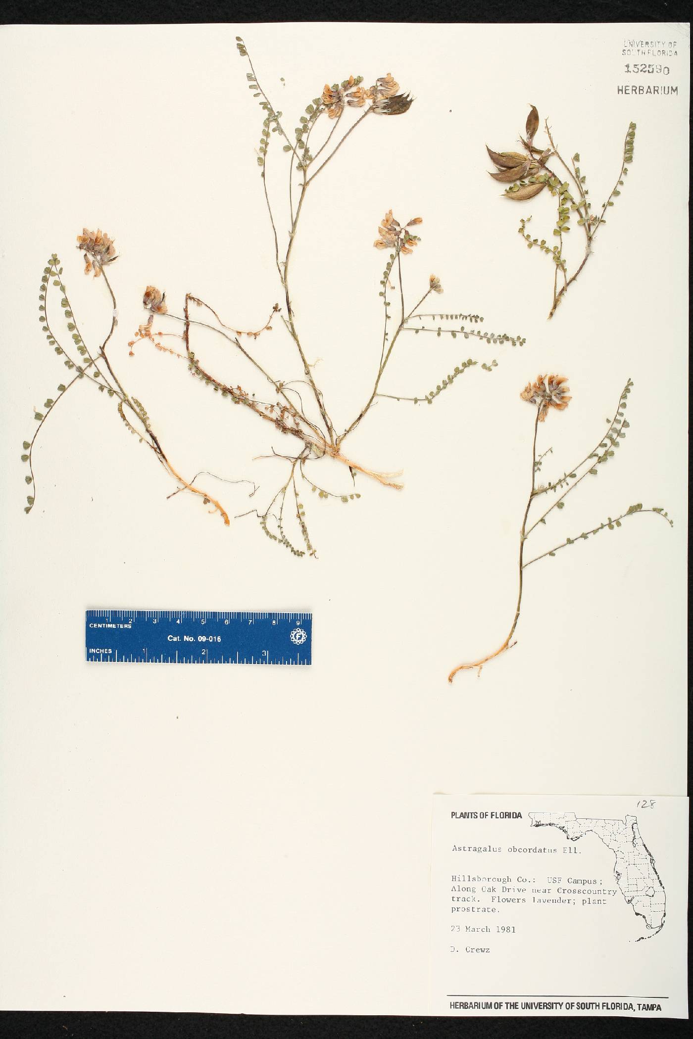 Astragalus obcordatus image