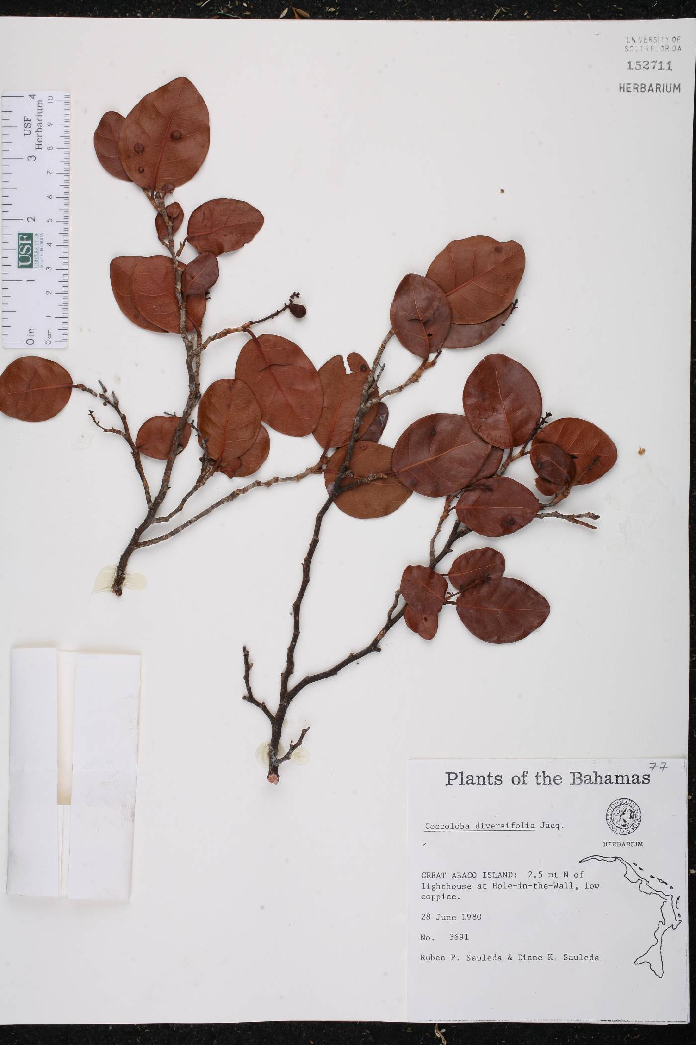 Coccoloba diversifolia image
