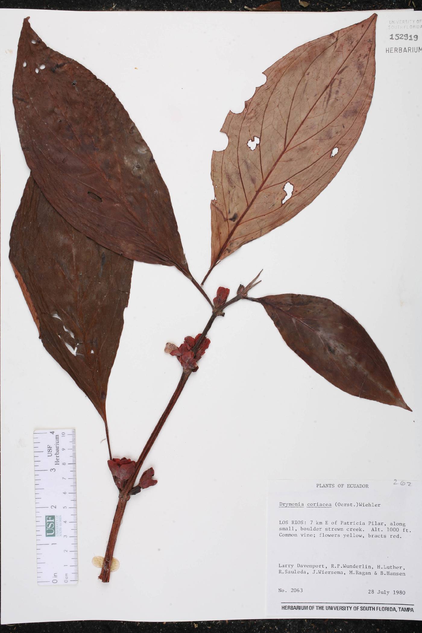 Drymonia coriacea image