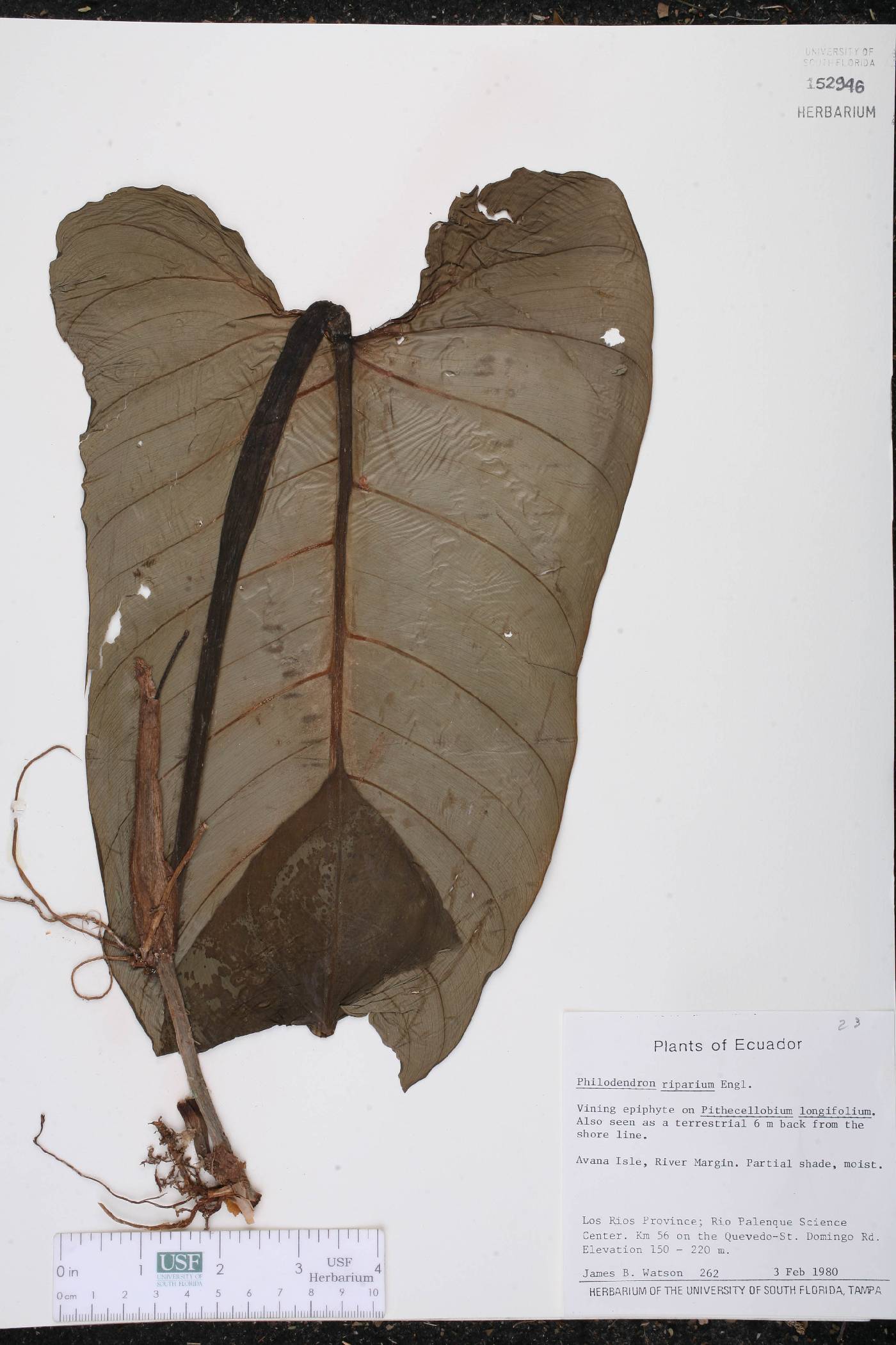 Philodendron riparium image