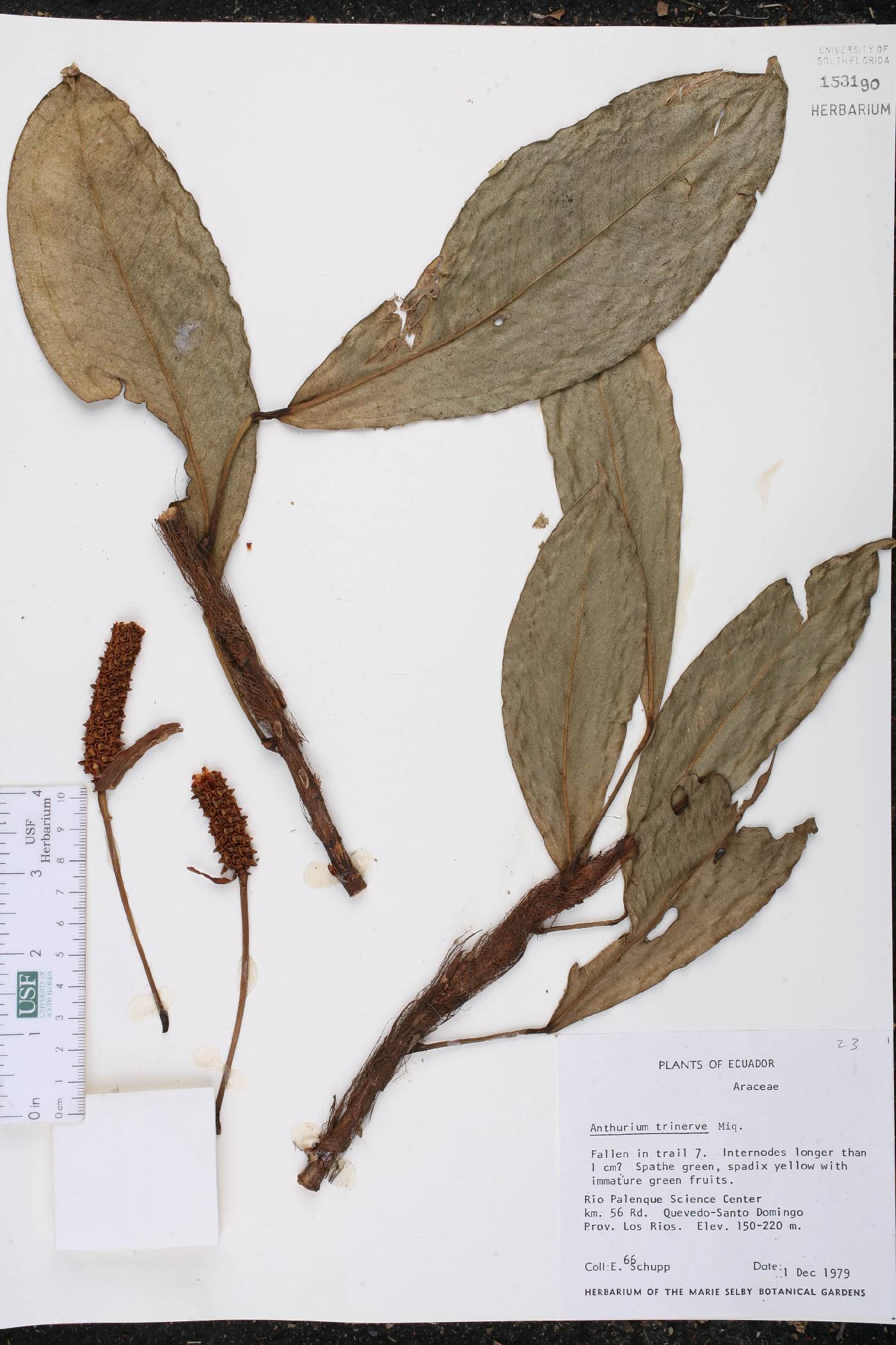 Anthurium obtusum image
