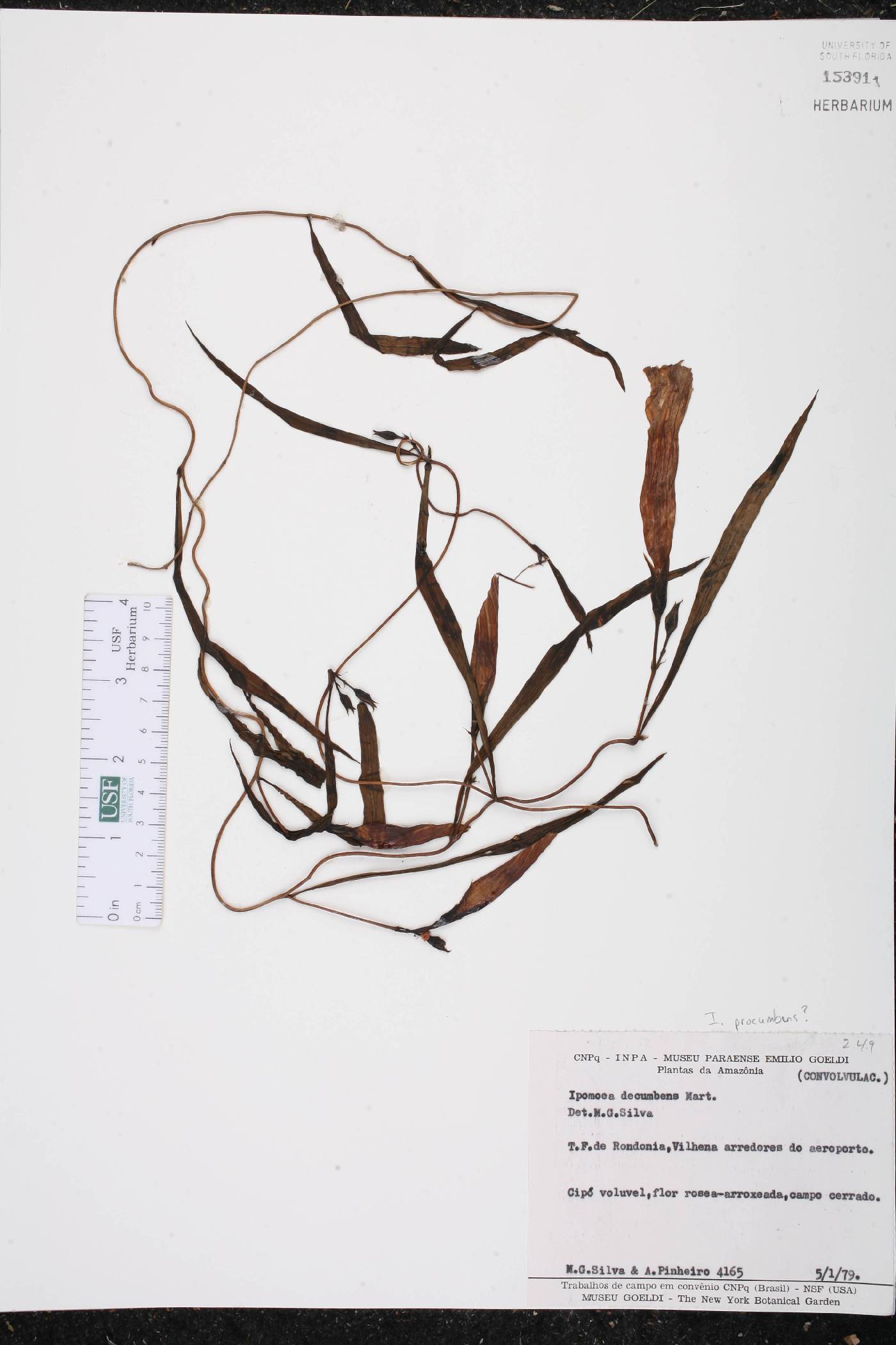 Ipomoea procumbens image