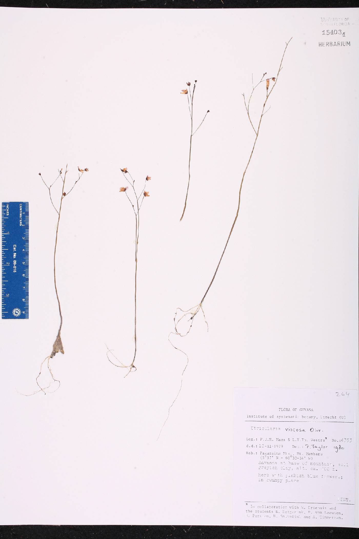 Utricularia viscosa image