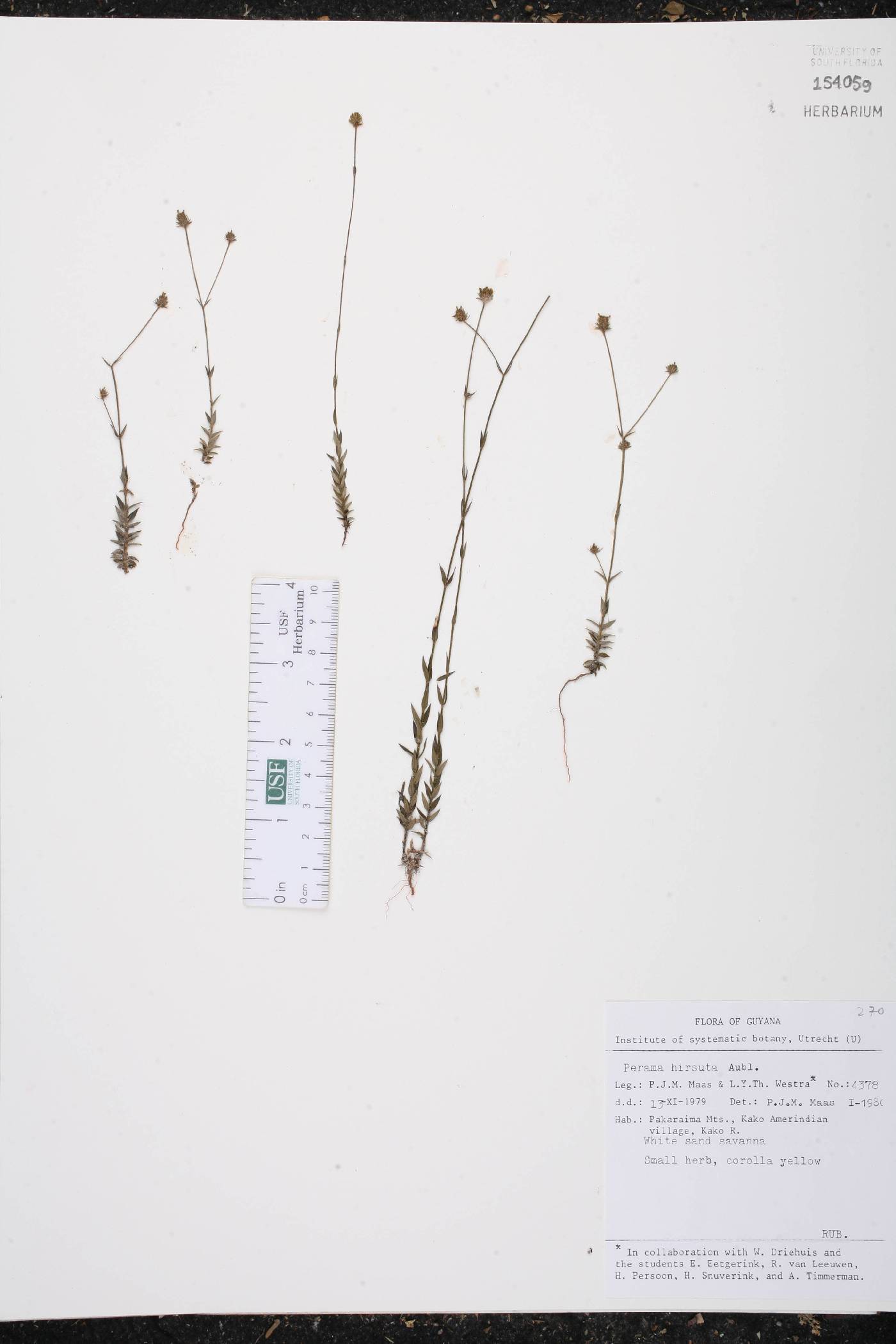 Perama hirsuta image