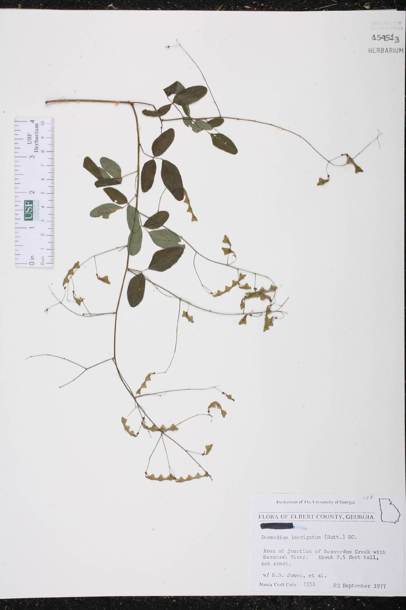 Desmodium laevigatum image