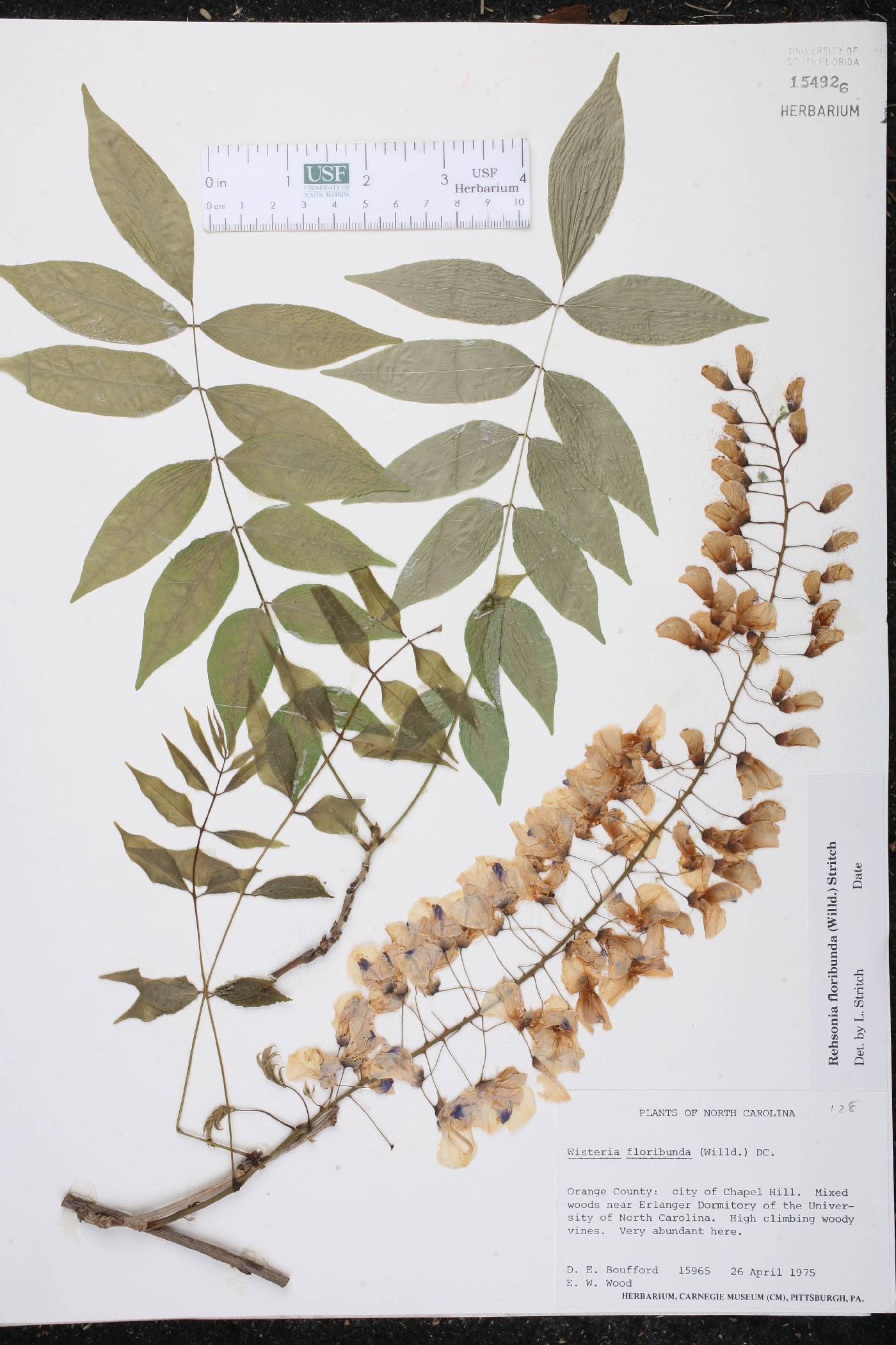 Rehsonia floribunda image