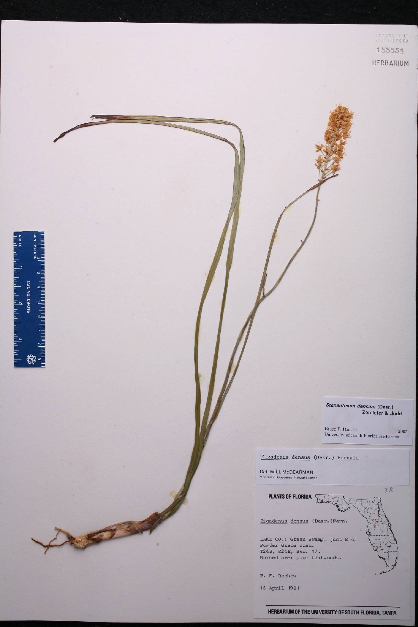 Stenanthium densum image