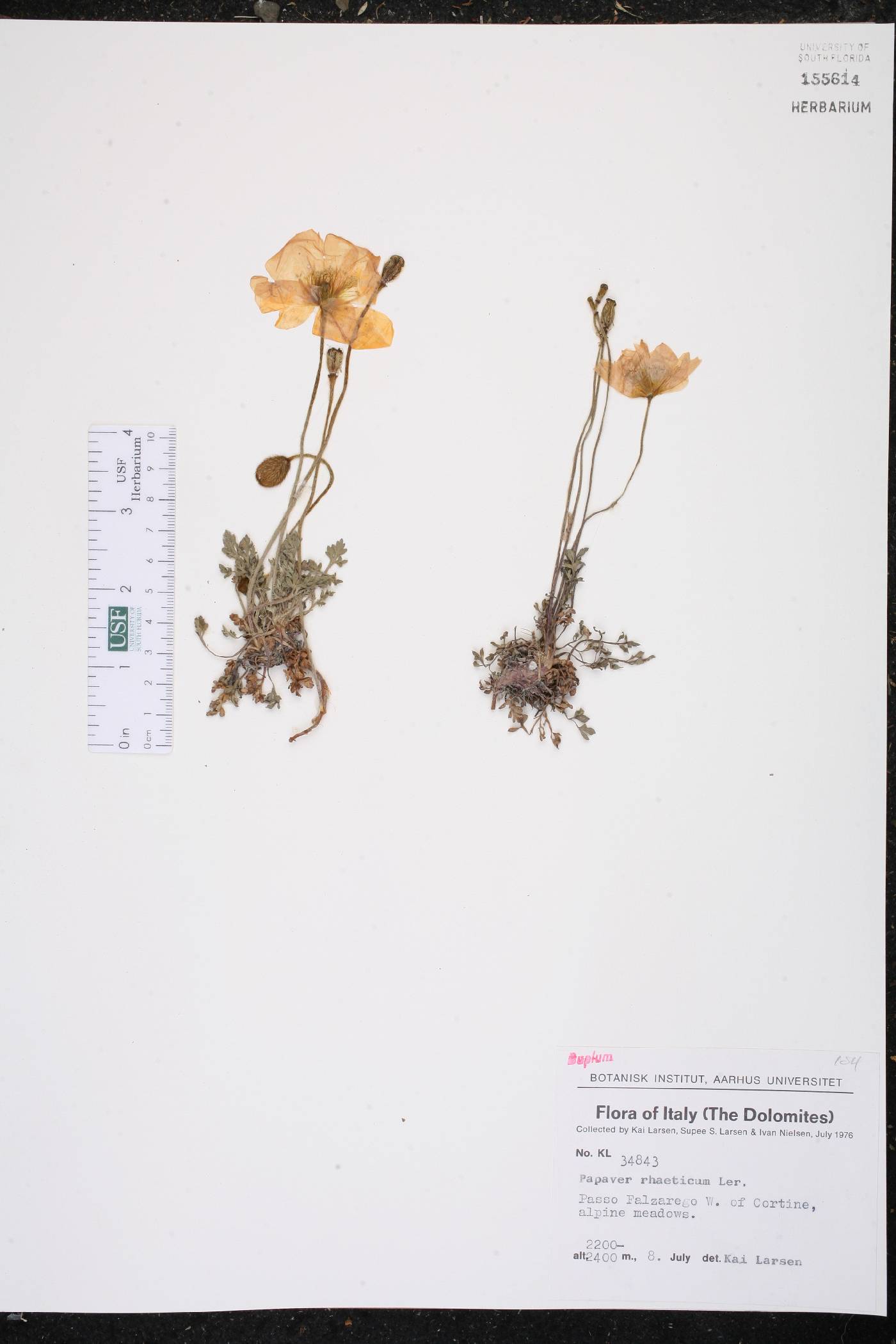 Papaver alpinum subsp. alpinum image