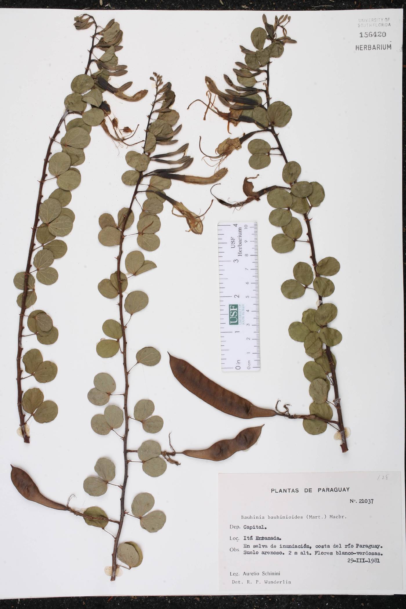 Bauhinia bauhinioides image