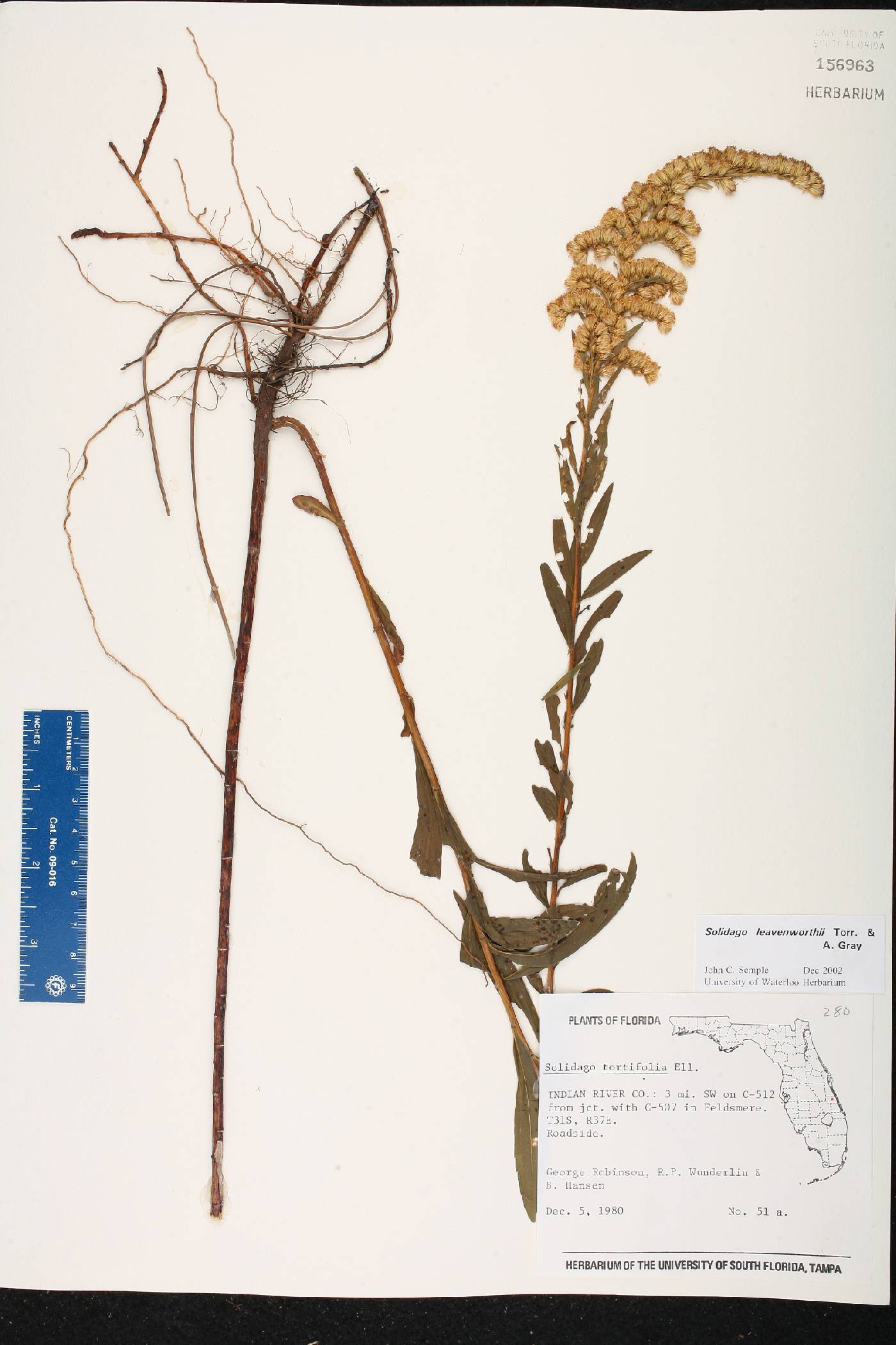 Solidago leavenworthii image