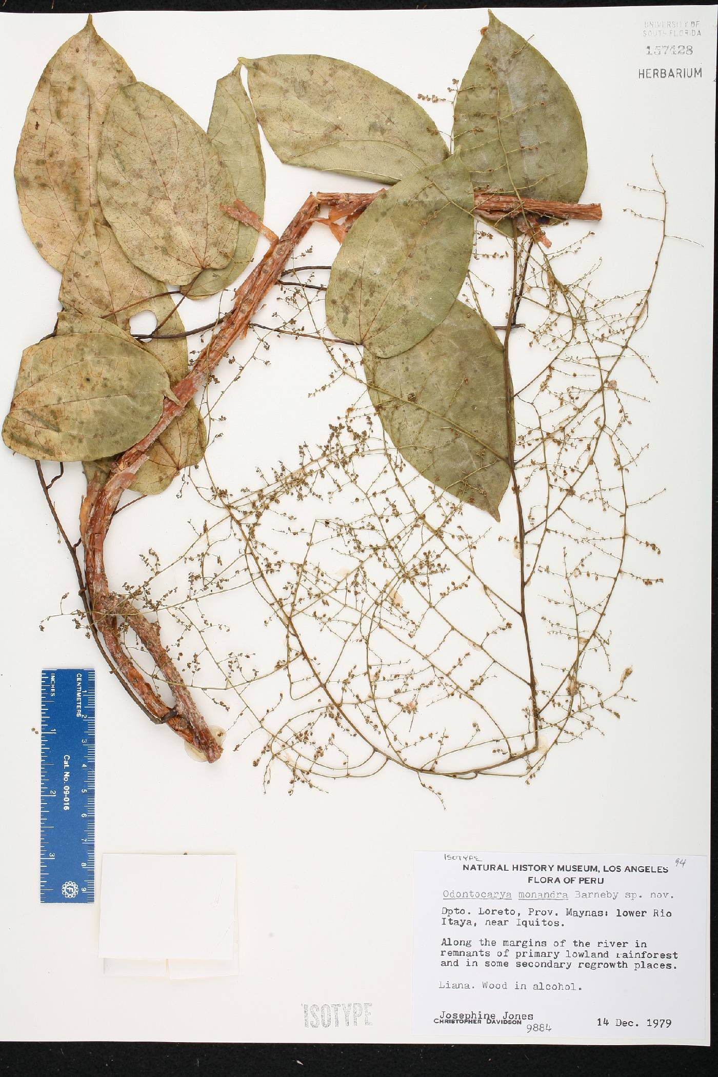 Odontocarya monandra image