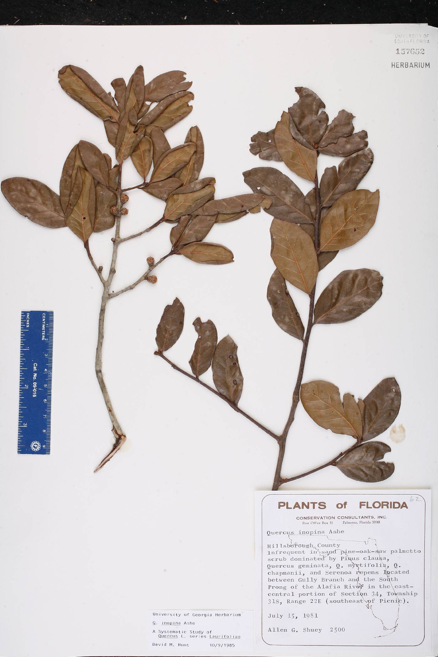 Quercus inopina image