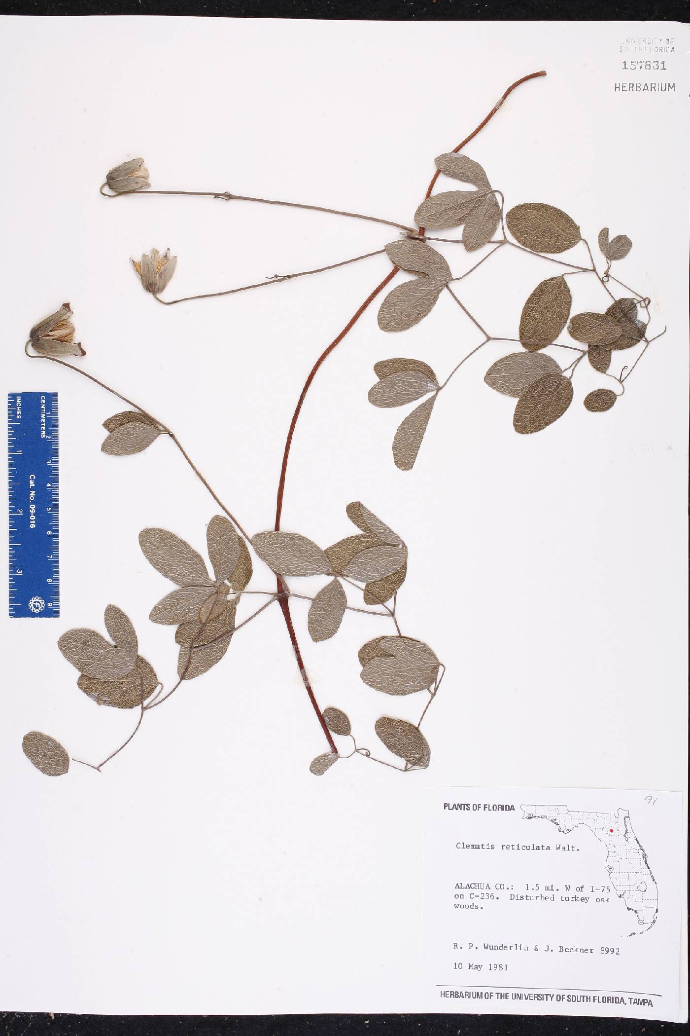 Clematis reticulata image