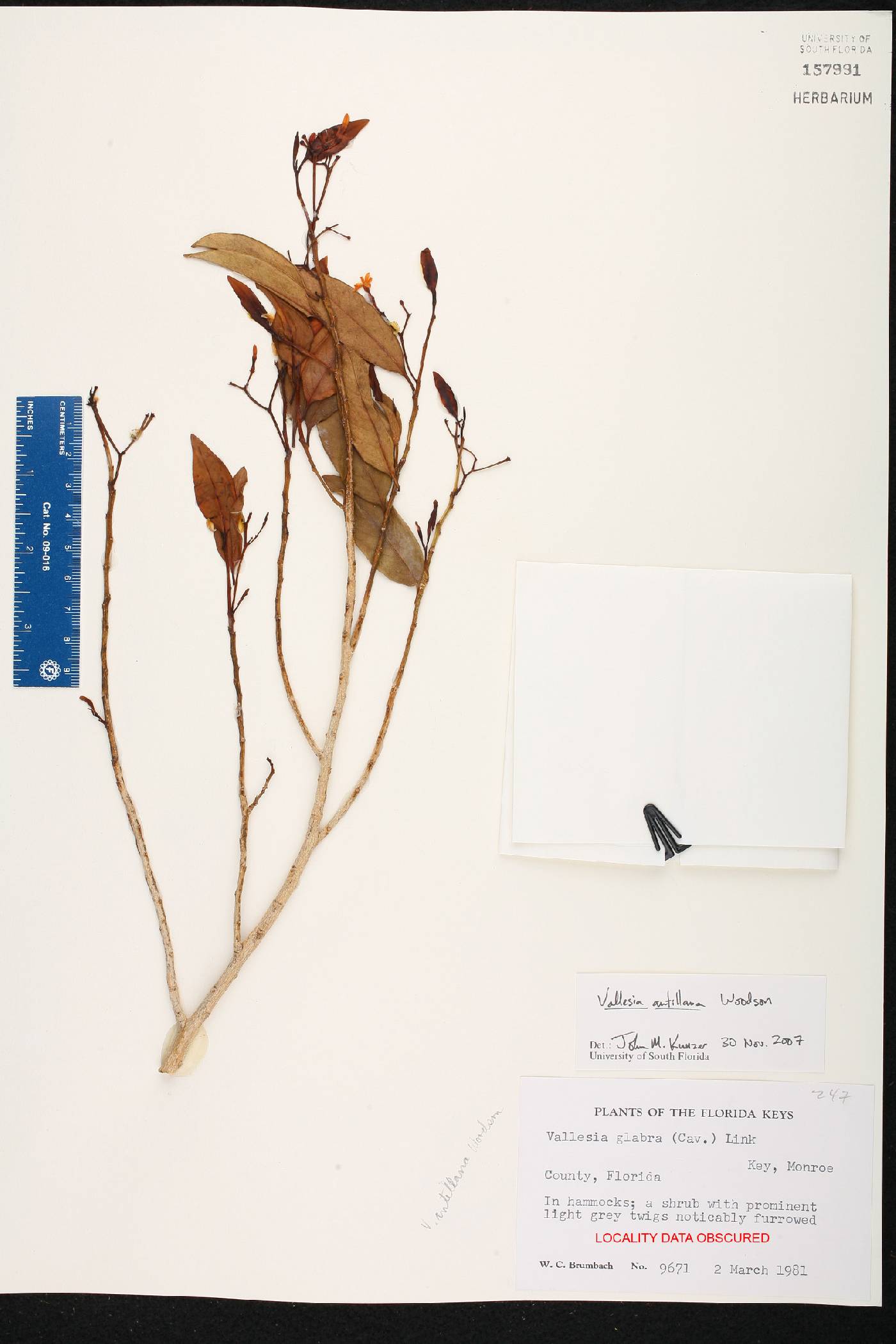 Vallesia antillana image