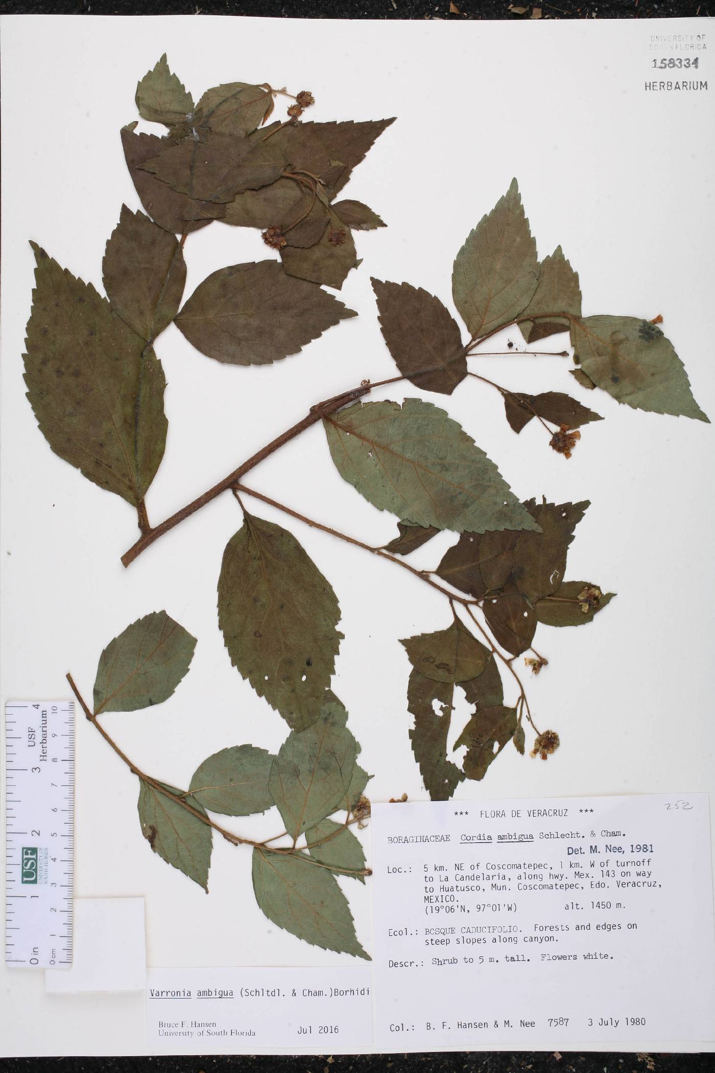 Varronia ambigua image