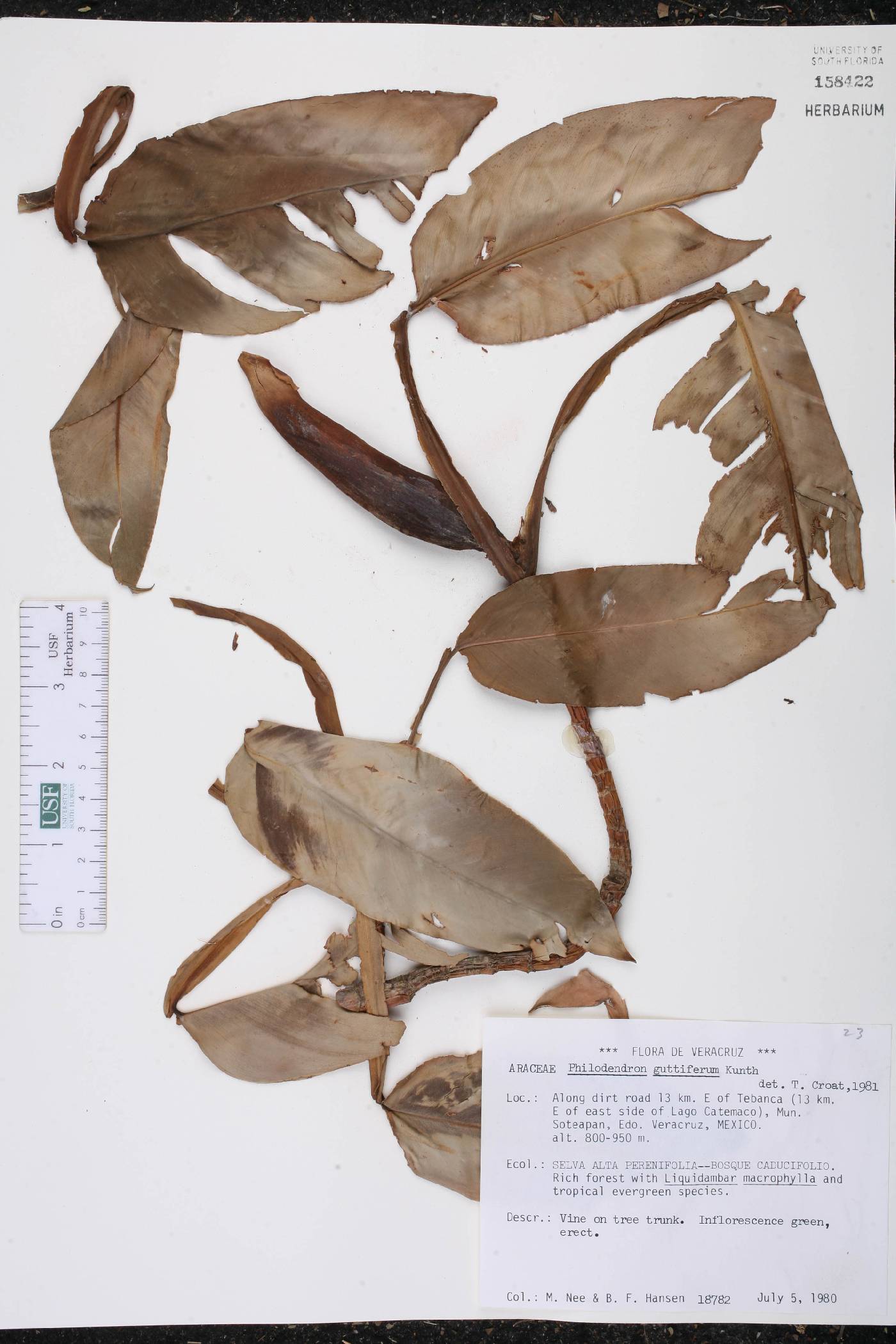 Philodendron guttiferum image
