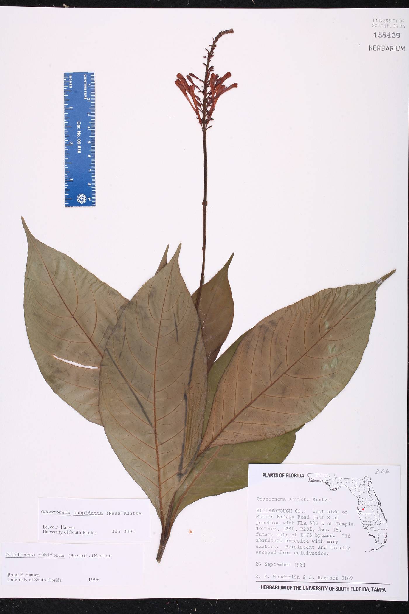 Odontonema cuspidatum image