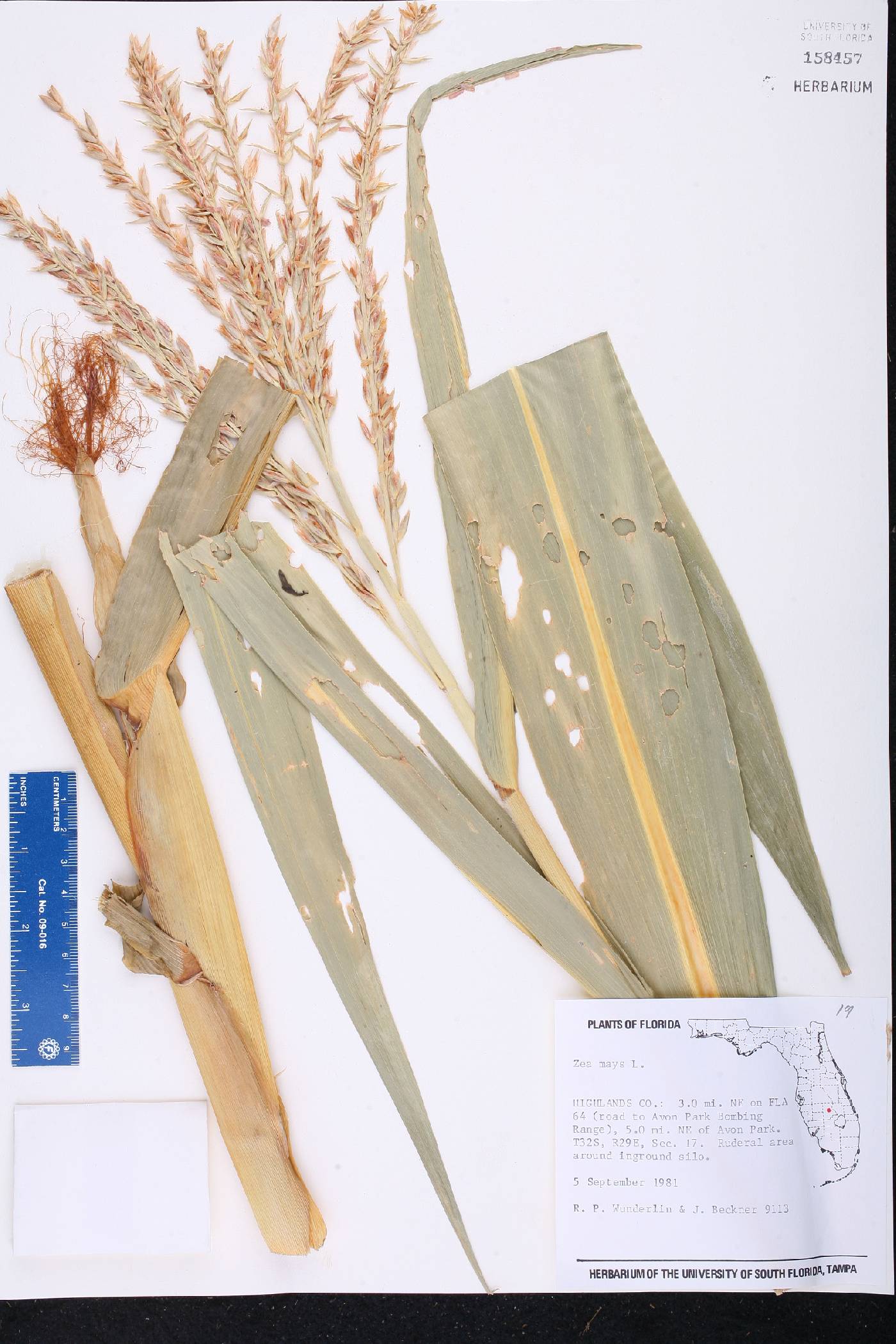 Zea mays subsp. mays image