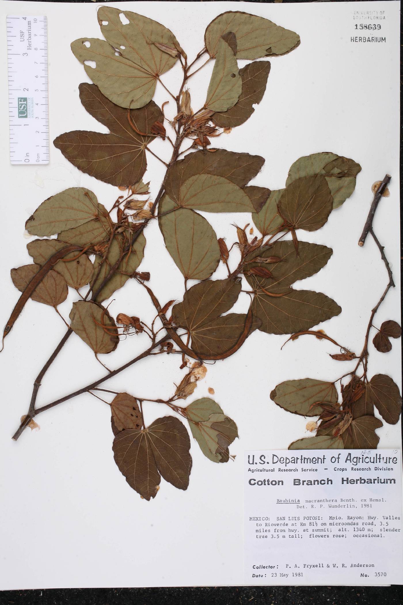 Bauhinia macranthera image