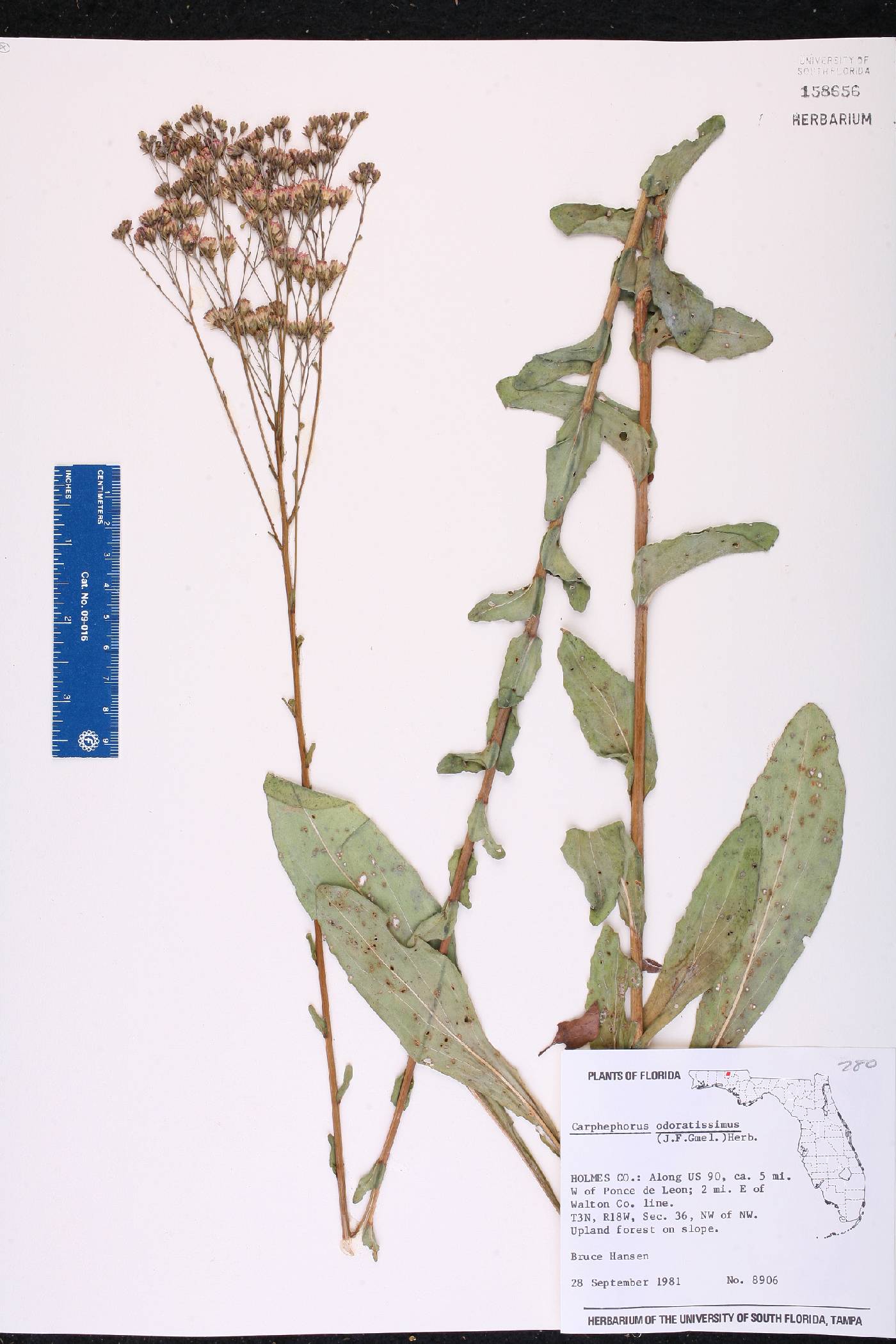 Carphephorus odoratissimus image