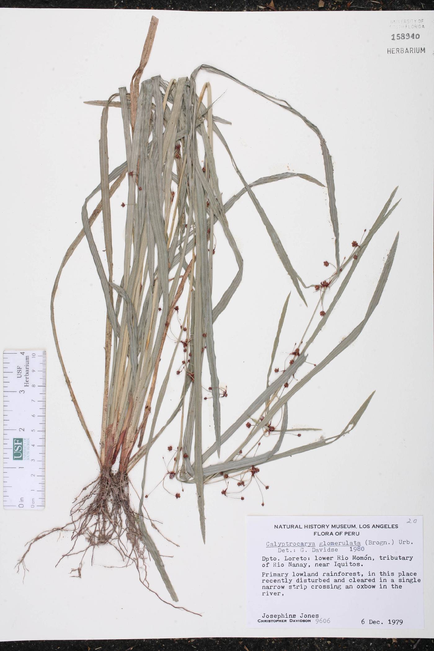 Calyptrocarya glomerulata image