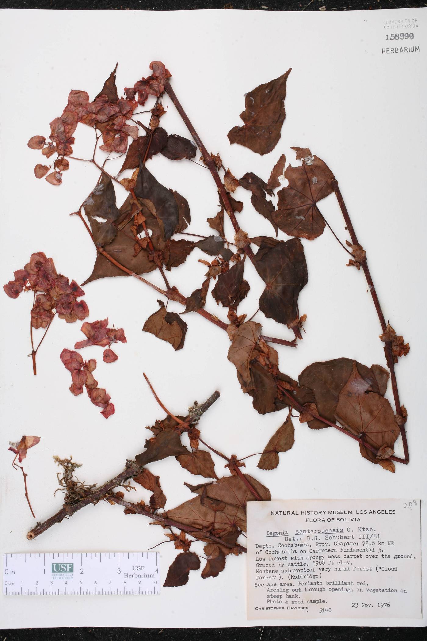 Begonia santarosensis image