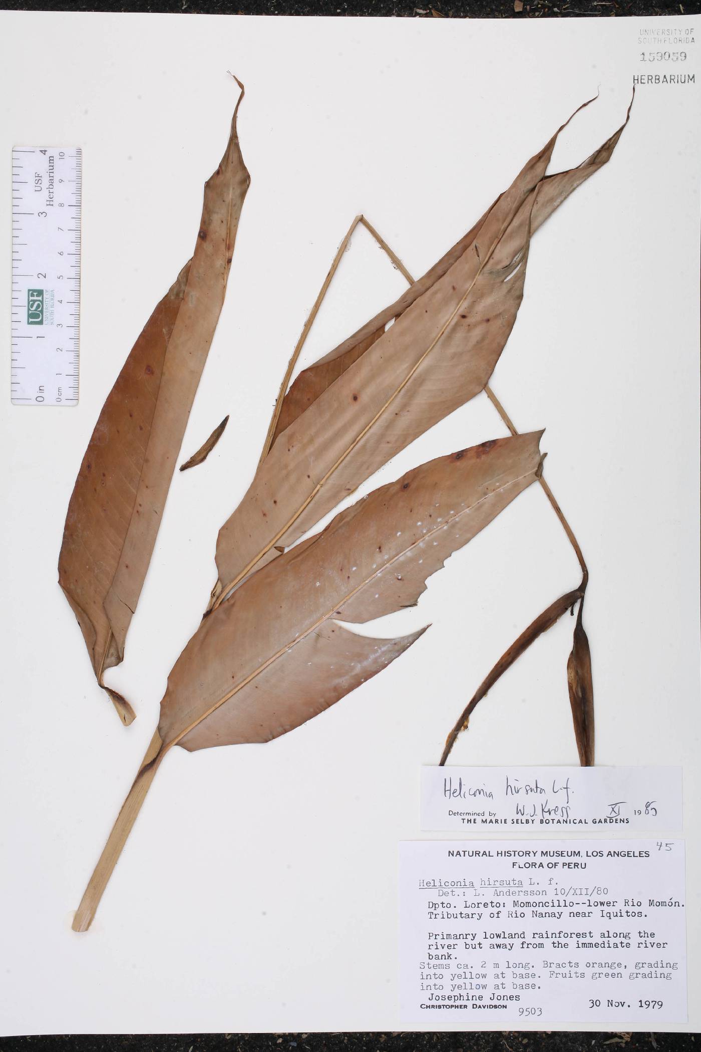 Heliconia hirsuta image