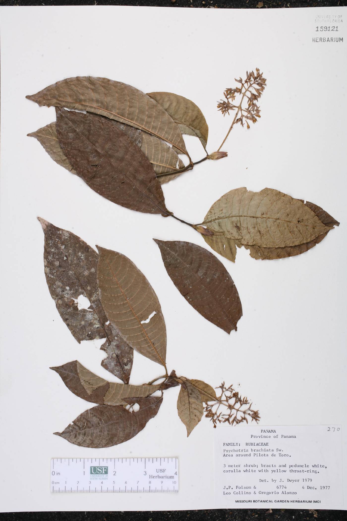 Psychotria brachiata image